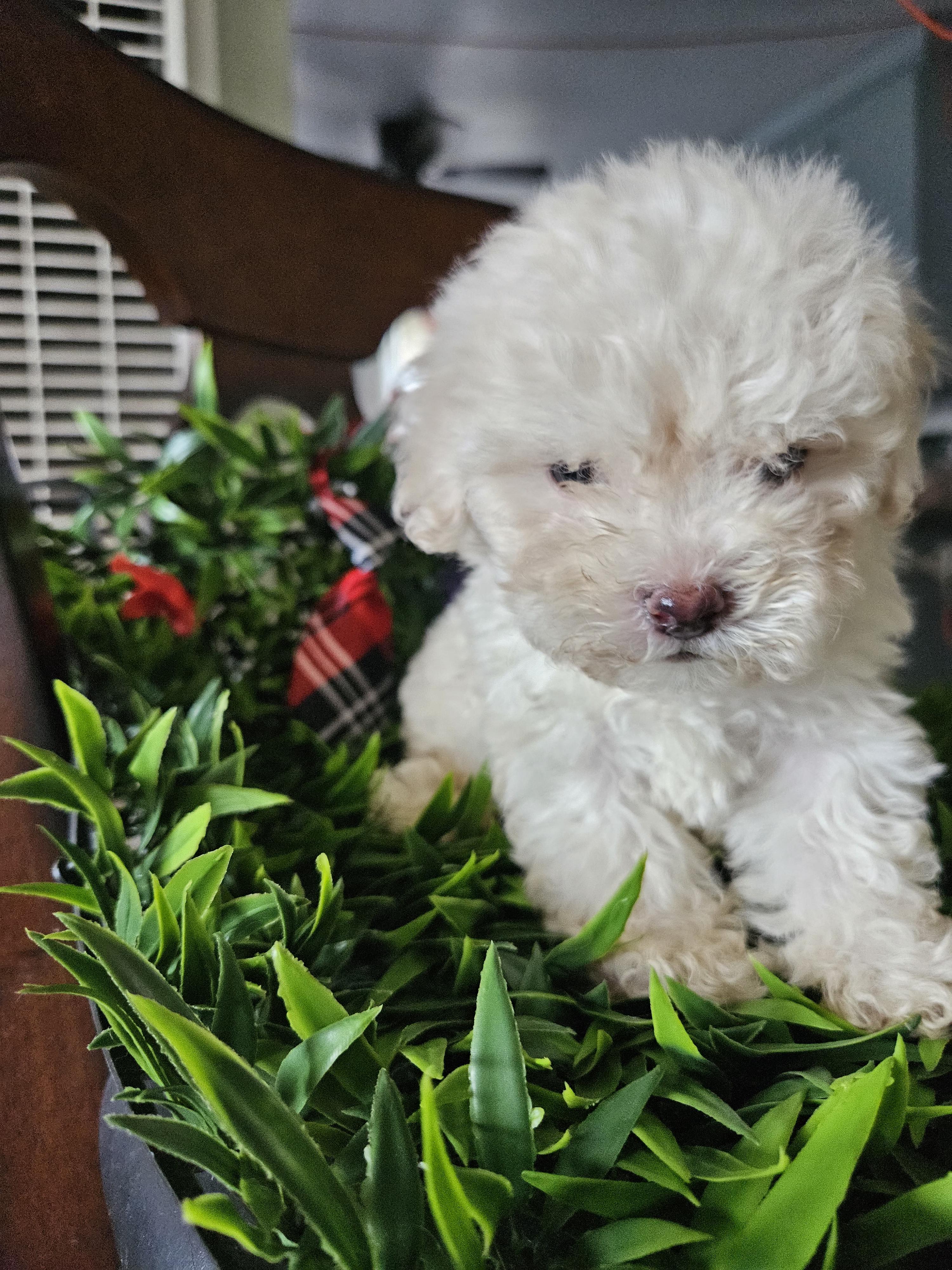 Frost, Adopted, Puppy Male Maltipoo.