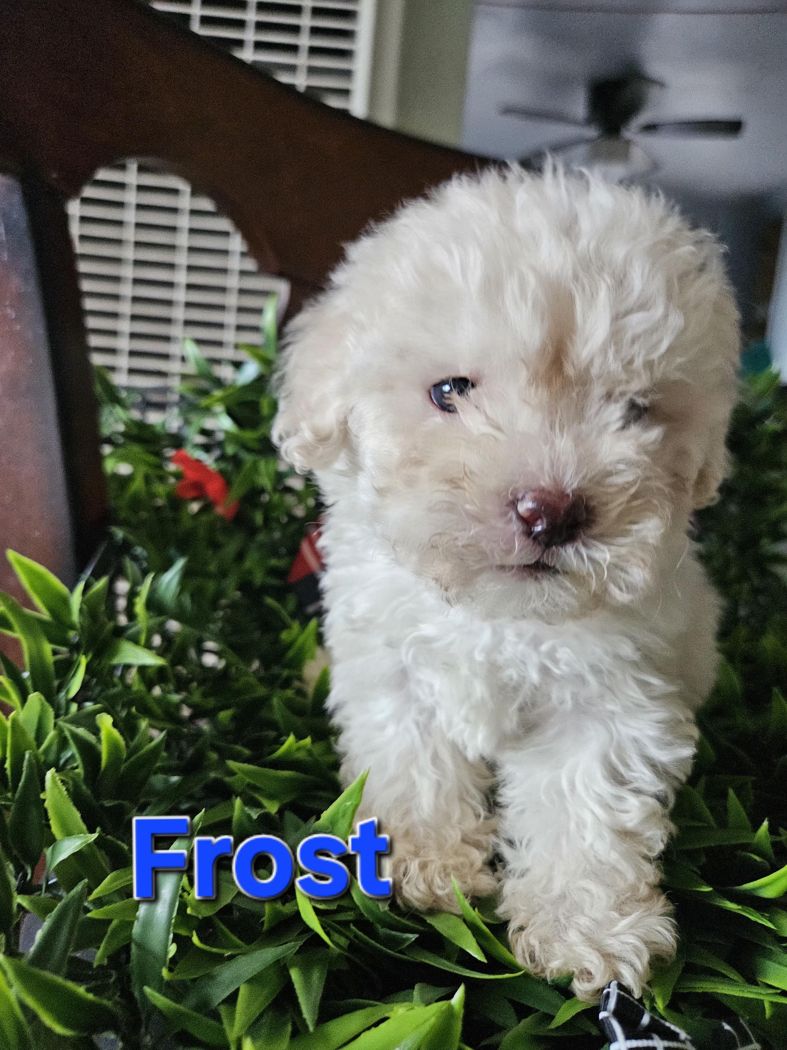 Enlarge Frost, a Adopted mixed breed in Los Angeles, CA image 4/4