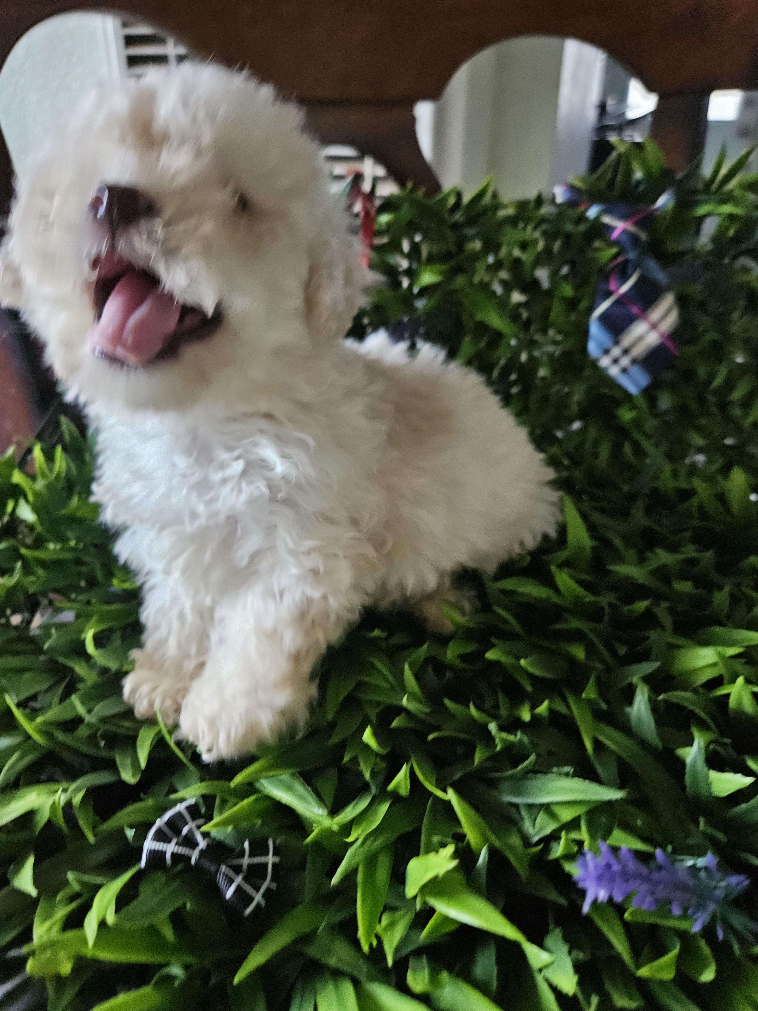 Enlarge Frost, a Adopted mixed breed in Los Angeles, CA image 2/4