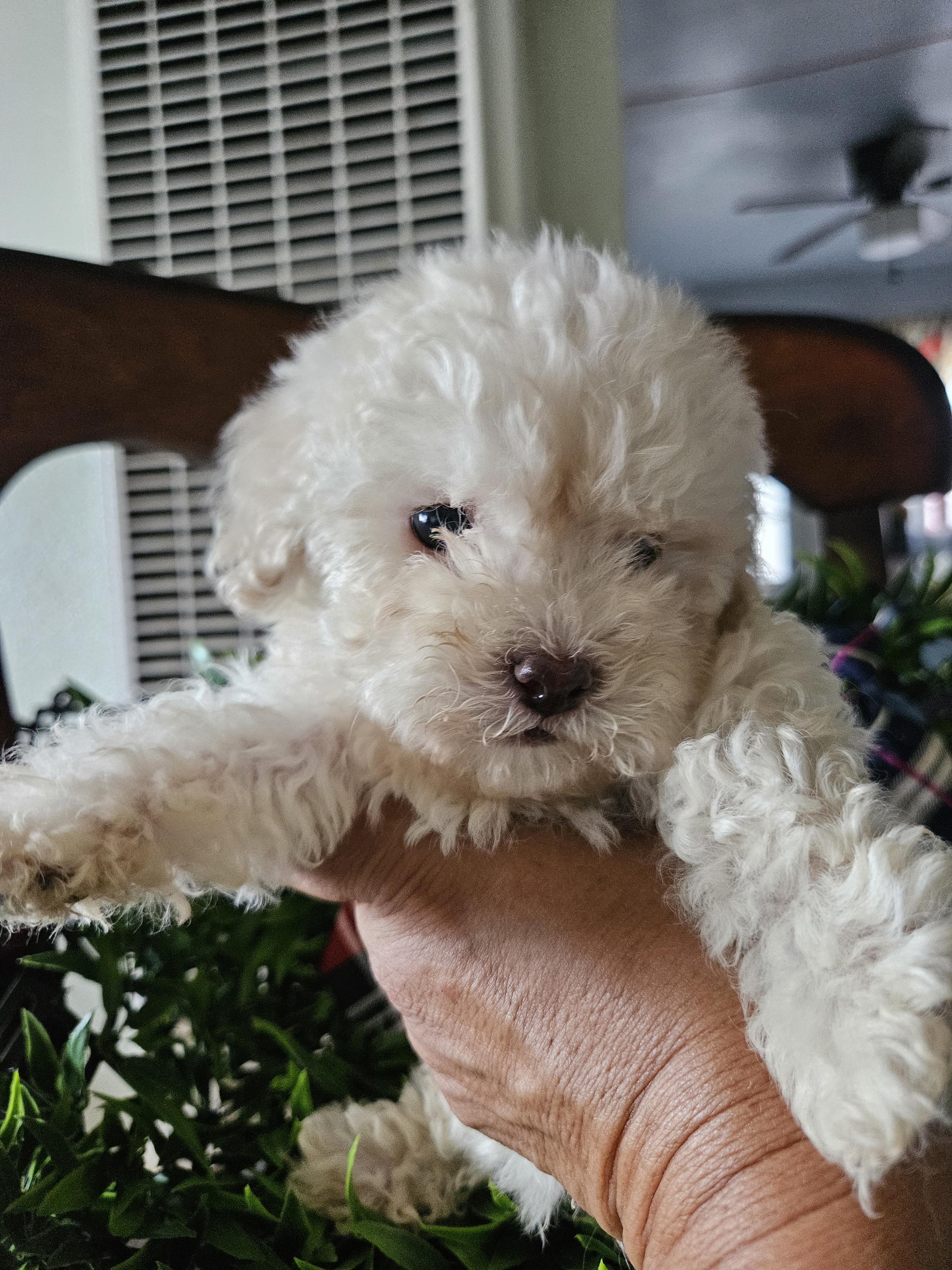 Enlarge Frost, a Adopted mixed breed in Los Angeles, CA image 3/4