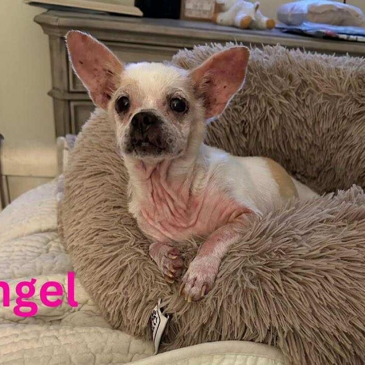 ANGEL