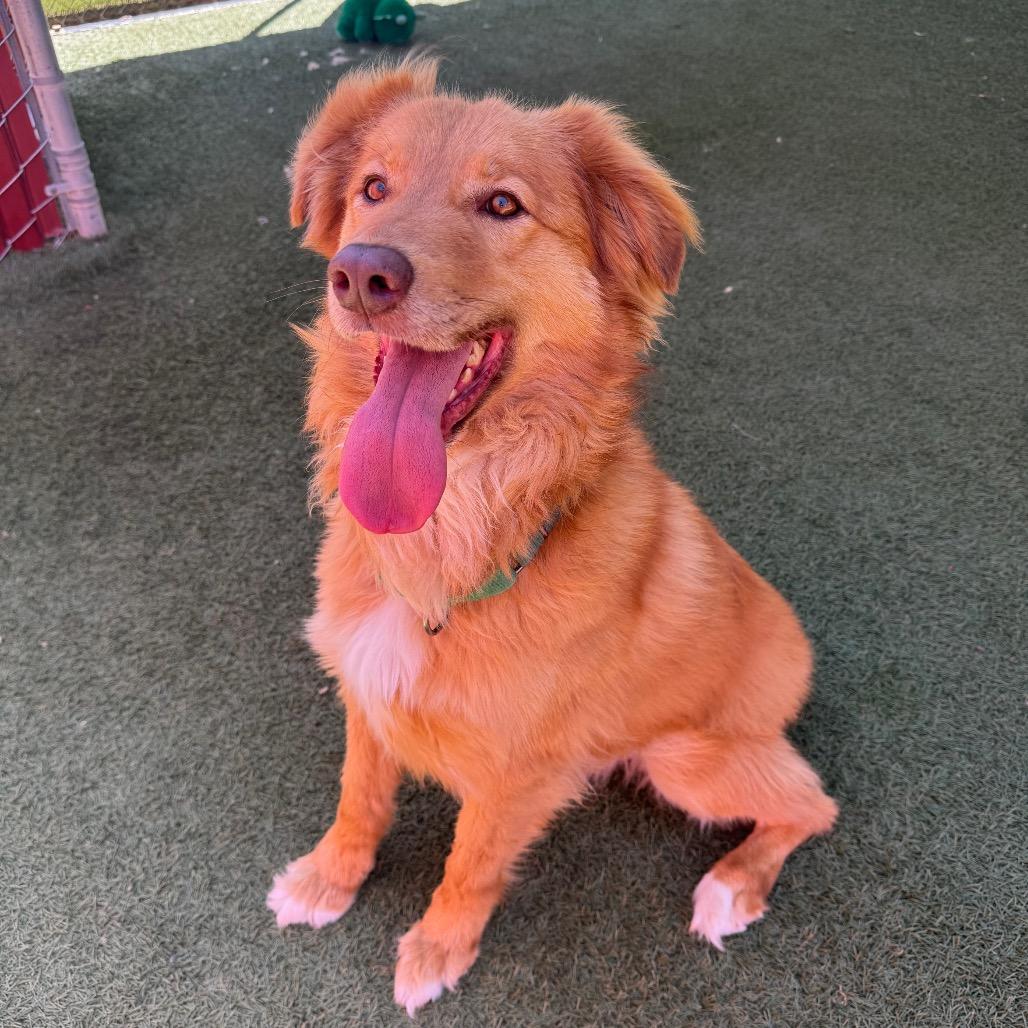 Enlarge Billy, a Adoptable Australian Shepherd in Buellton, CA image 1/2
