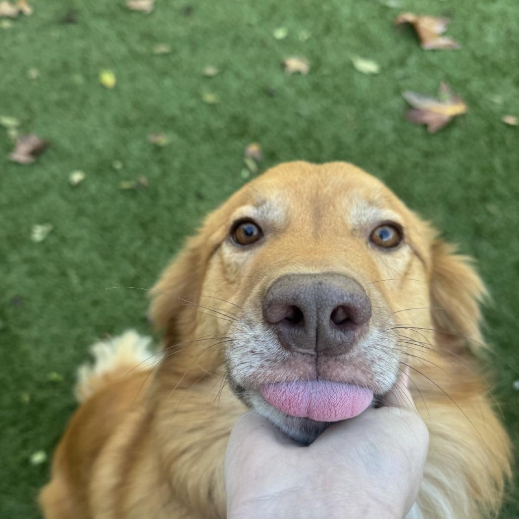 Enlarge Billy, a Adoptable Australian Shepherd in Buellton, CA image 3/6
