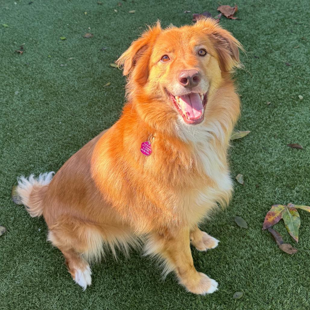 Enlarge Billy, a Adoptable Australian Shepherd in Buellton, CA image 5/6