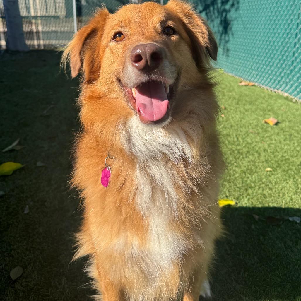 Enlarge Billy, a Adoptable Australian Shepherd in Buellton, CA image 6/6