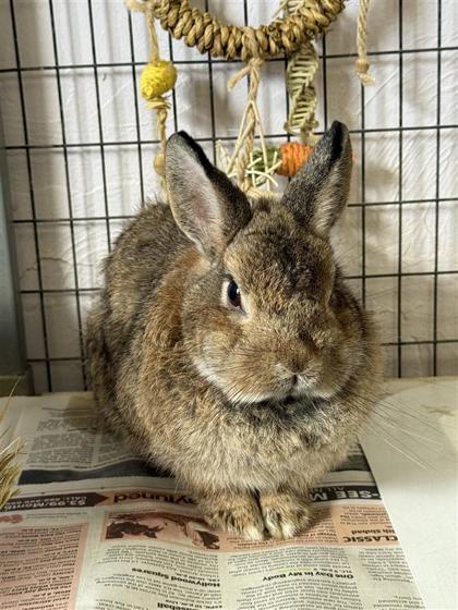 Princess Peach, Adoptable, Adult Female Dwarf.