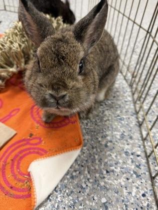 Enlarge Princess Peach, a Adoptable Dwarf in Largo, FL image 2/3