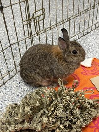 Enlarge Princess Peach, a Adoptable Dwarf in Largo, FL image 3/3