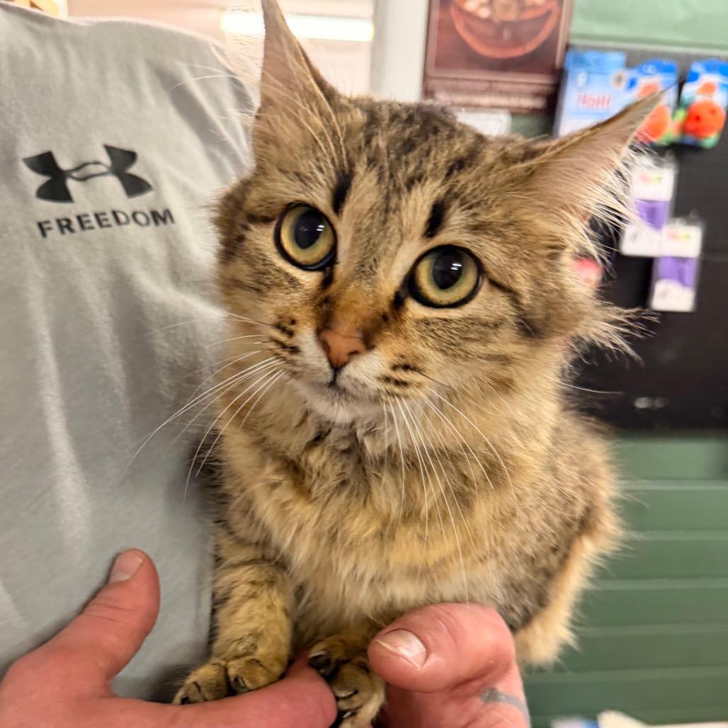 Precious — thumbnail 2