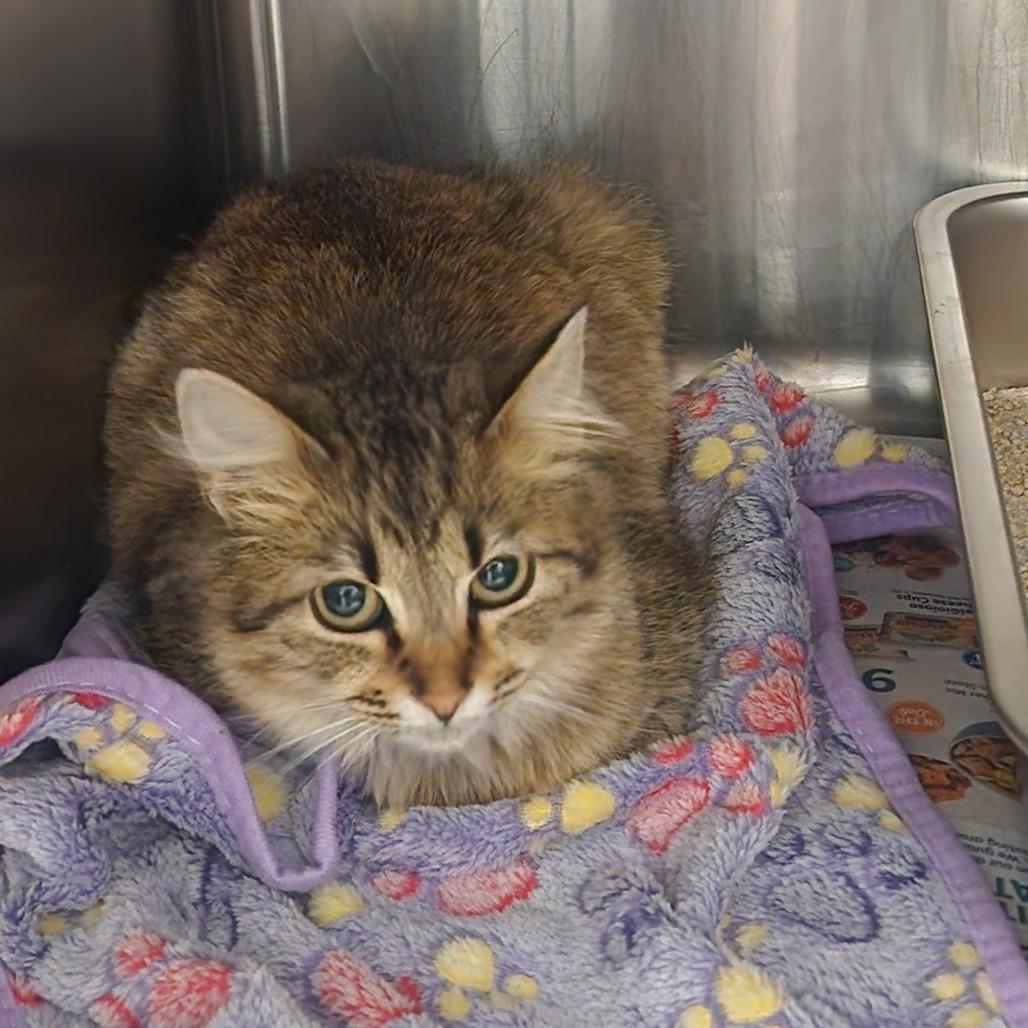 Precious — thumbnail 3