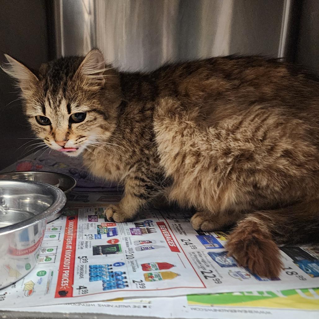 Precious — thumbnail 4