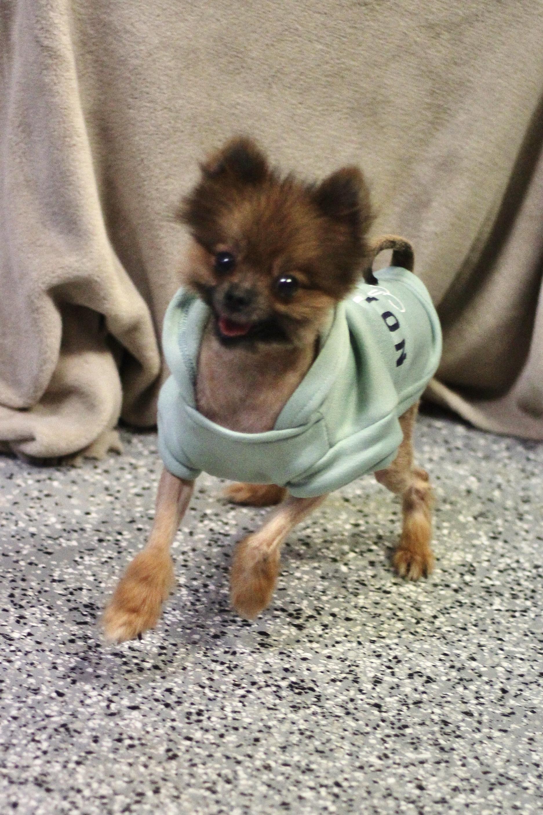 Enlarge Roy in NH. Come Meet our Adoptable Dogs Wednesday-Saturday. More info in Bio, a Adoptable mixed breed in Manchester, NH image 2/2