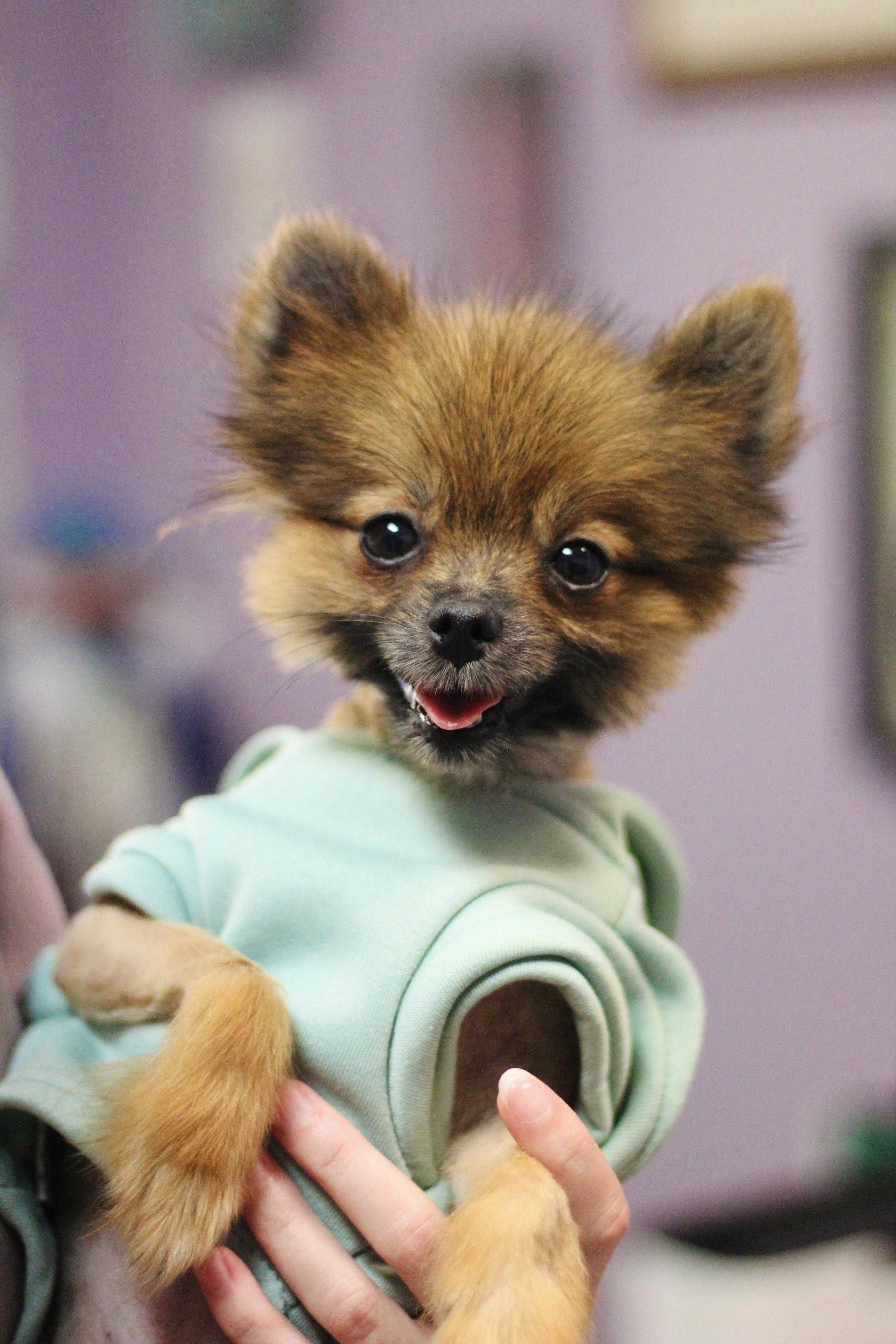 Roy in NH. Come Meet our Adoptable Dogs Wednesday-Saturday. More info in Bio, Adoptable, Adult Male Pomeranian.