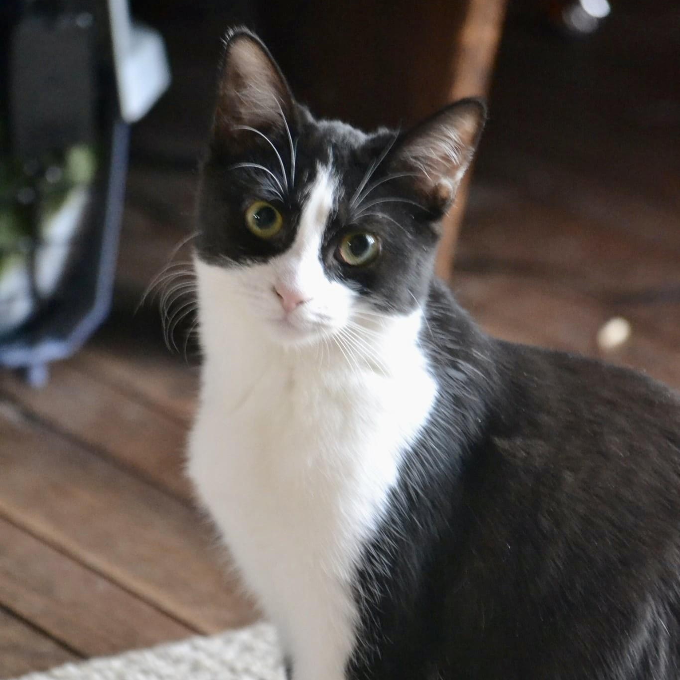 Gherkin, a Adoptable mixed breed in Woodbury, NJ image 1/6