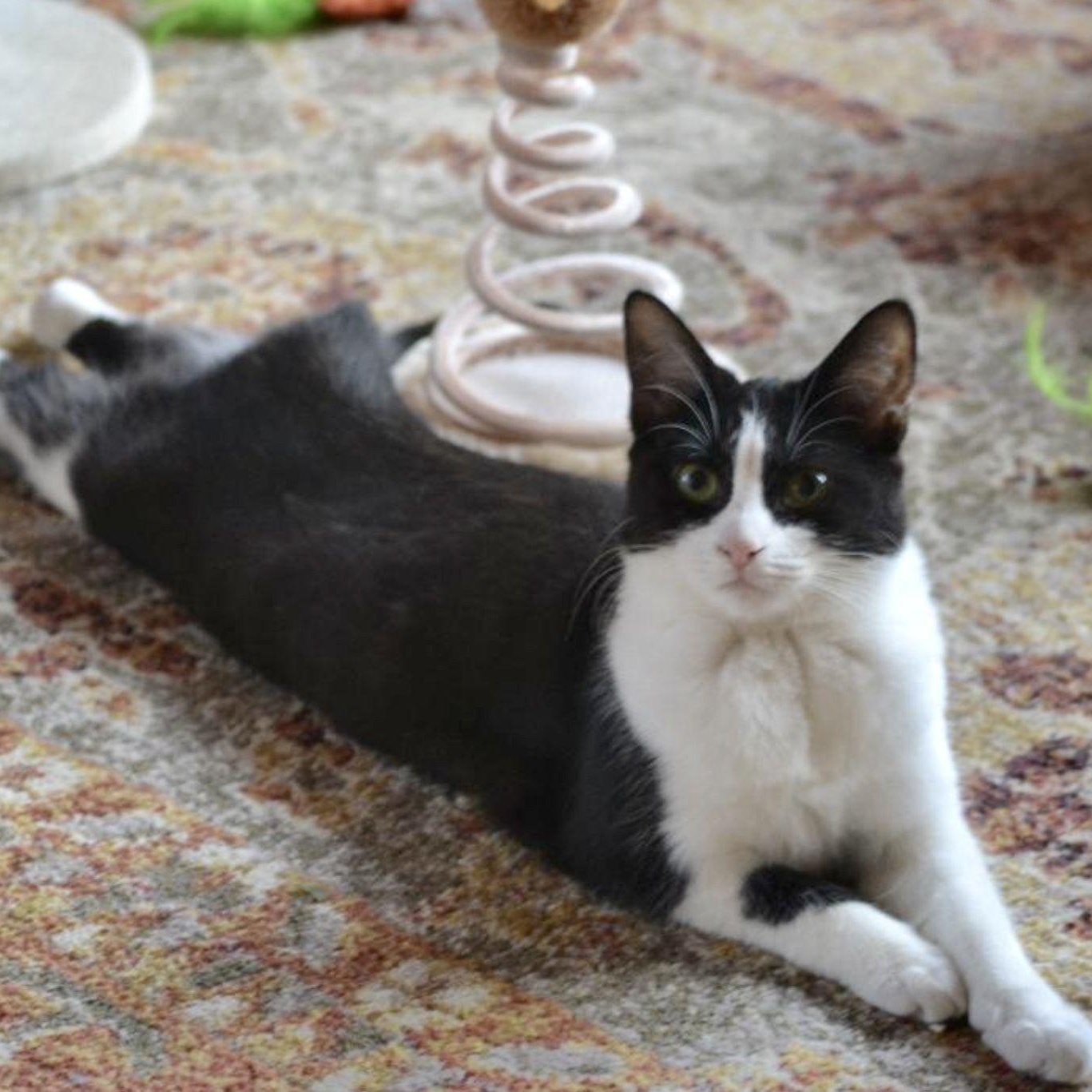 Gherkin, a Adoptable mixed breed in Woodbury, NJ image 4/6