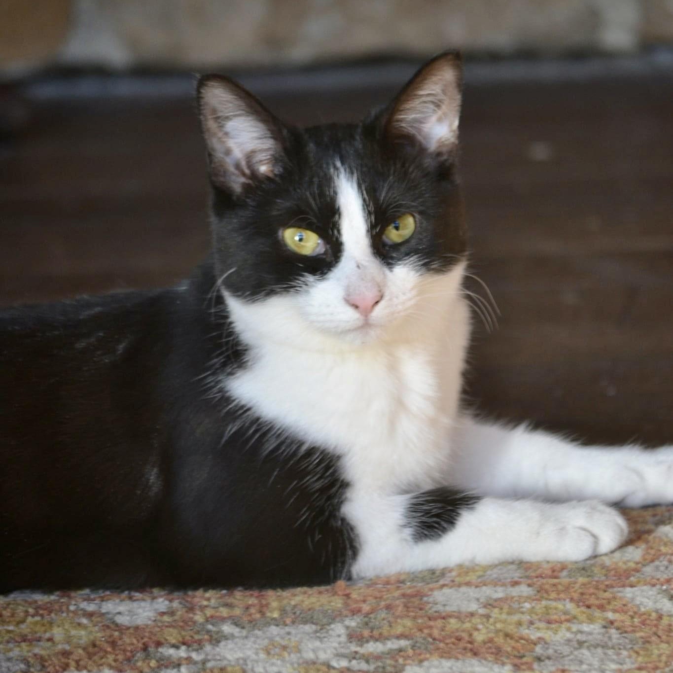 Gherkin, a Adoptable mixed breed in Woodbury, NJ image 2/6