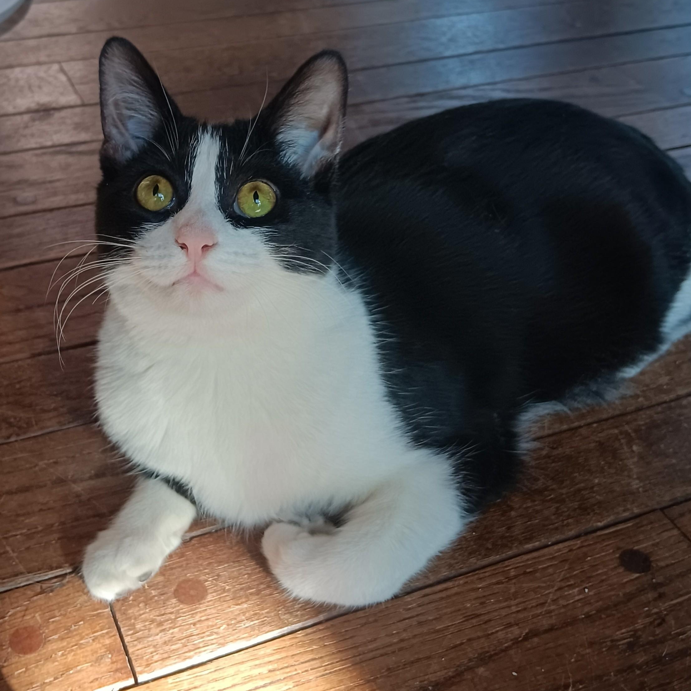 Gherkin, a Adoptable mixed breed in Woodbury, NJ image 6/6