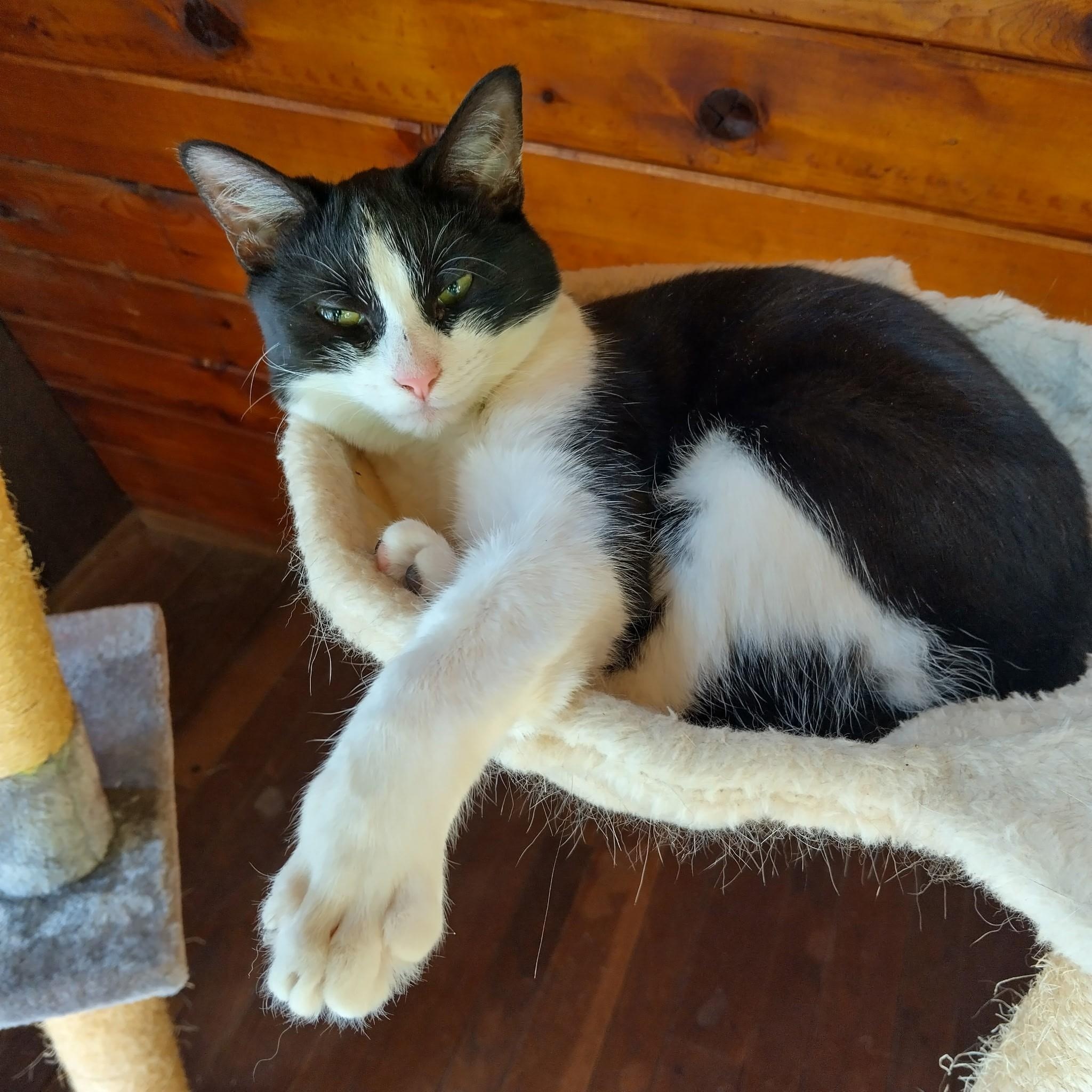 Gherkin, a Adoptable mixed breed in Woodbury, NJ image 5/6