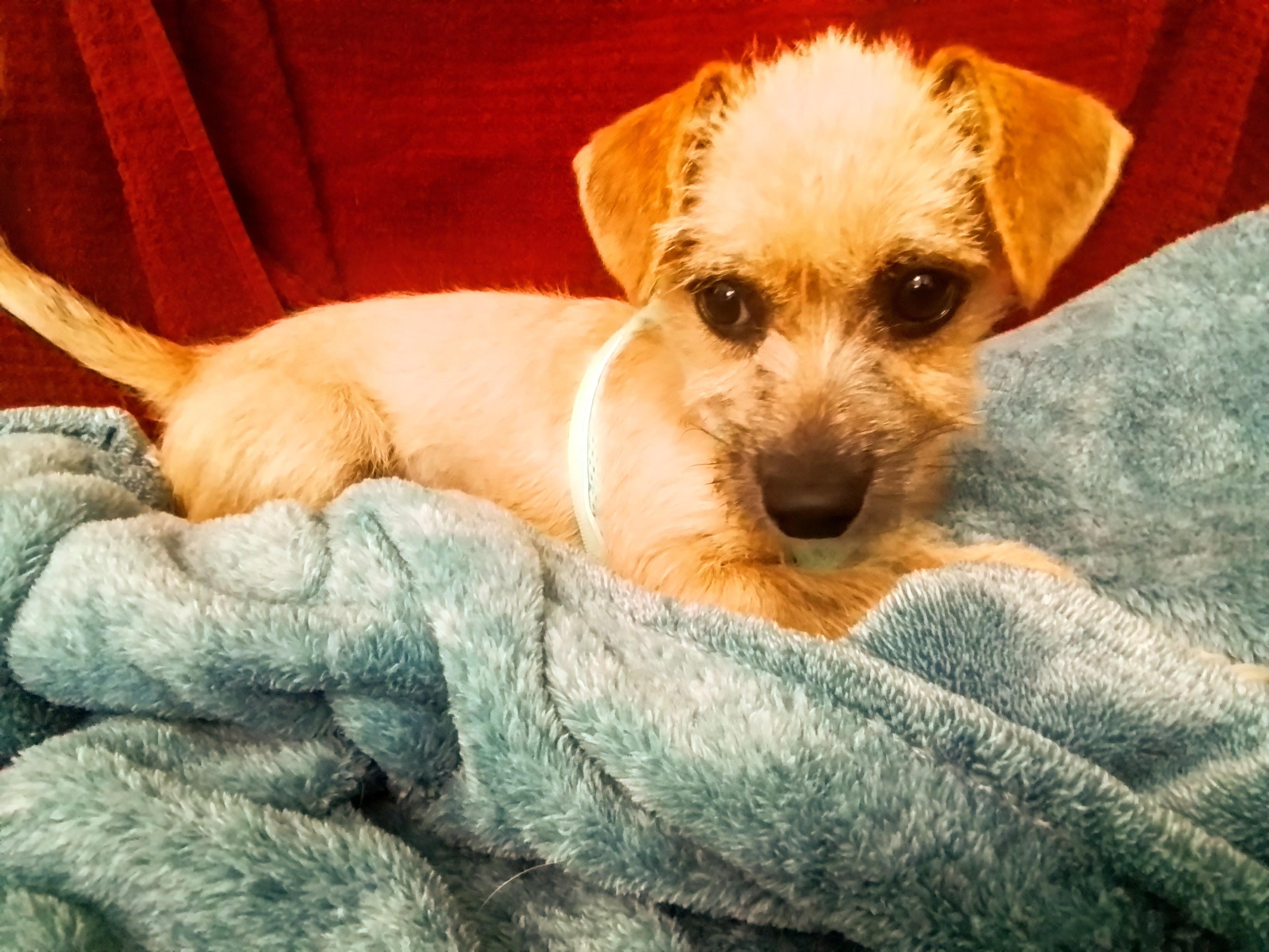 Bella, a Adoptable mixed breed in Olympia, WA image 5/6