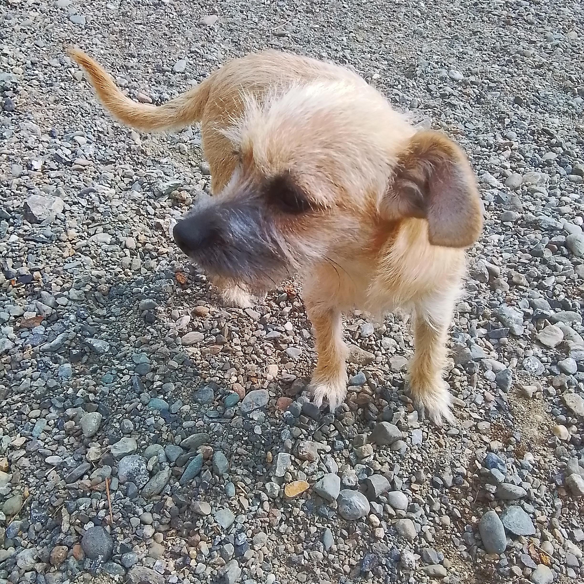 Bella, a Adoptable mixed breed in Olympia, WA image 6/6