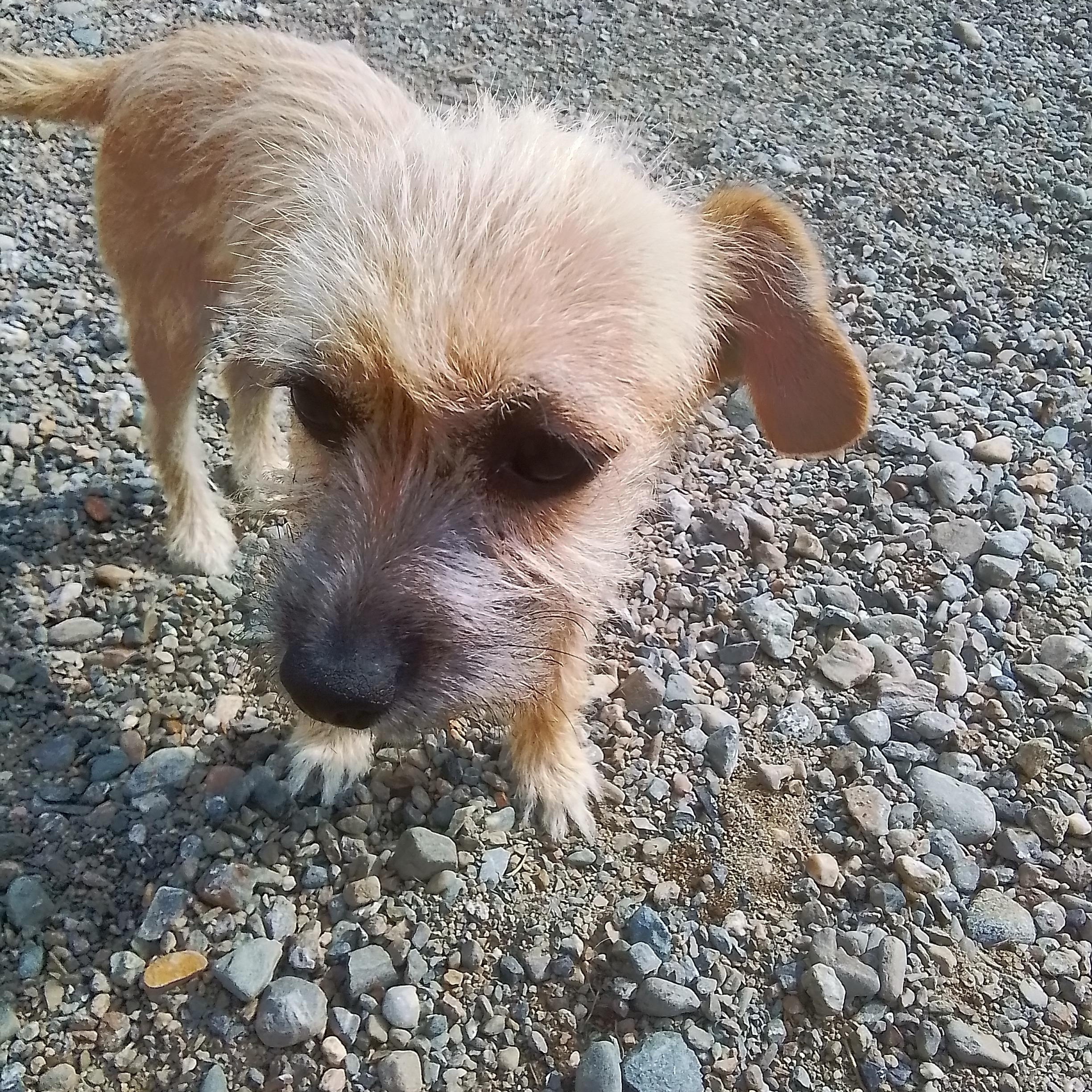 Bella, a Adoptable mixed breed in Olympia, WA image 1/6