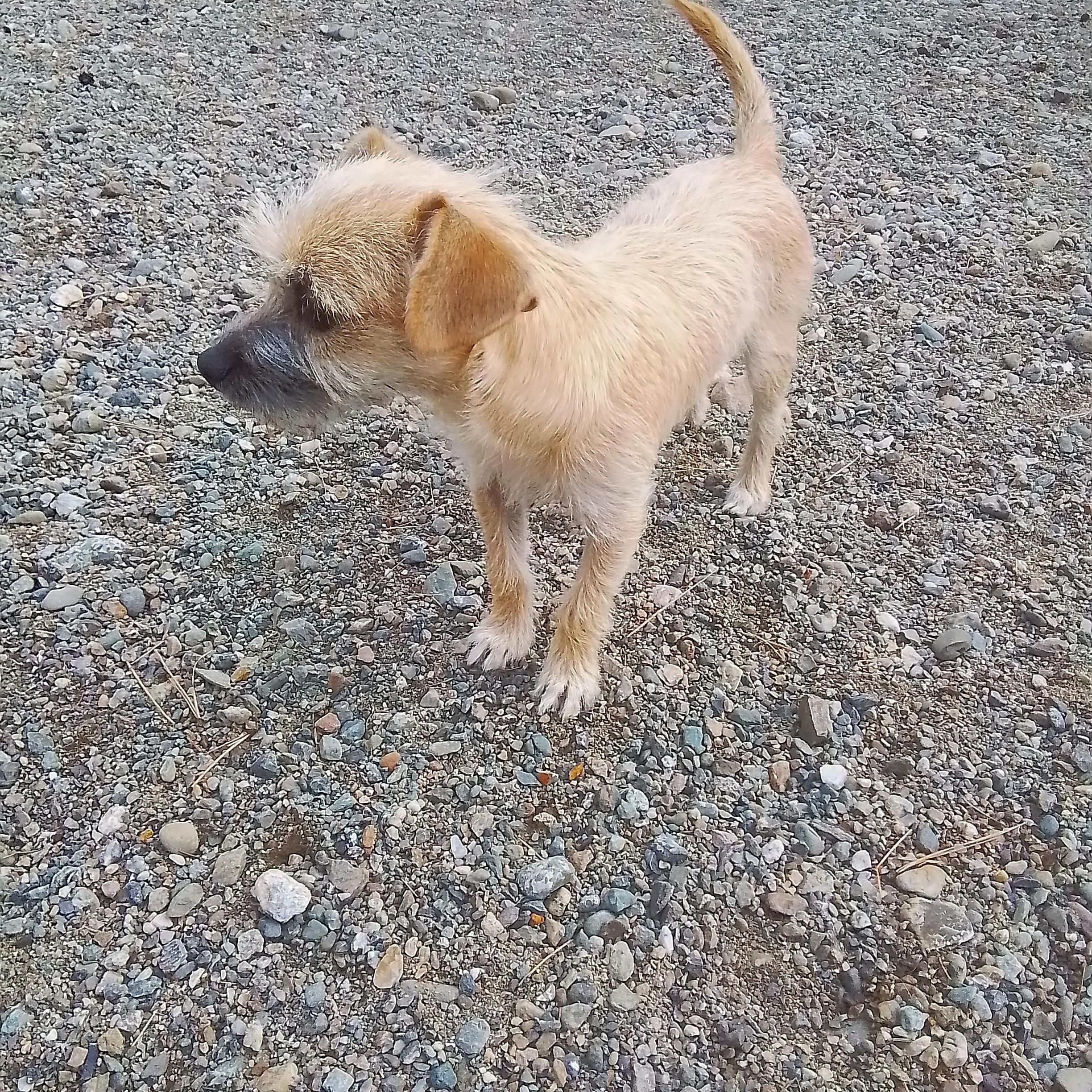 Bella, a Adoptable mixed breed in Olympia, WA image 2/6