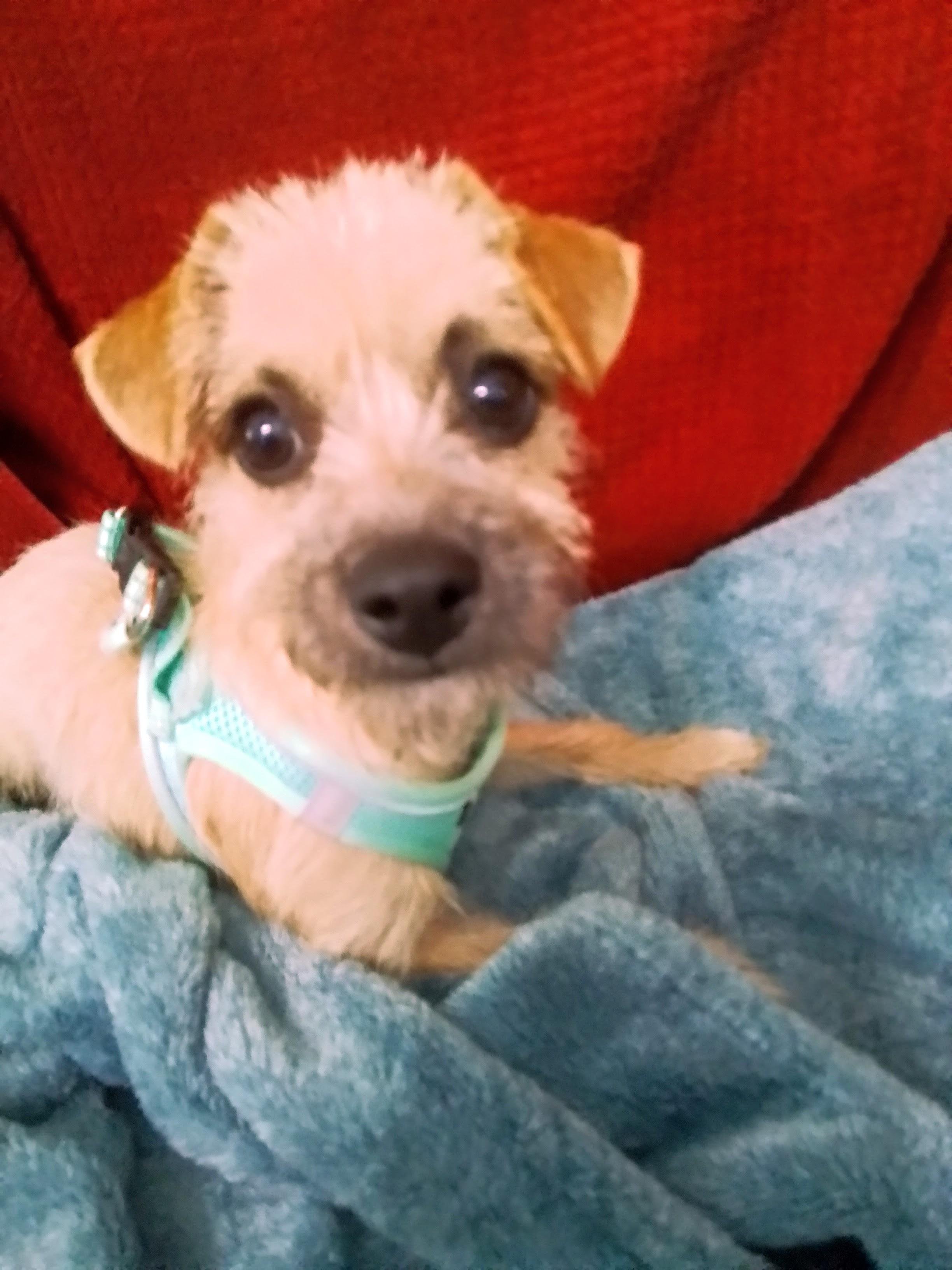 Bella, a Adoptable mixed breed in Olympia, WA image 4/6