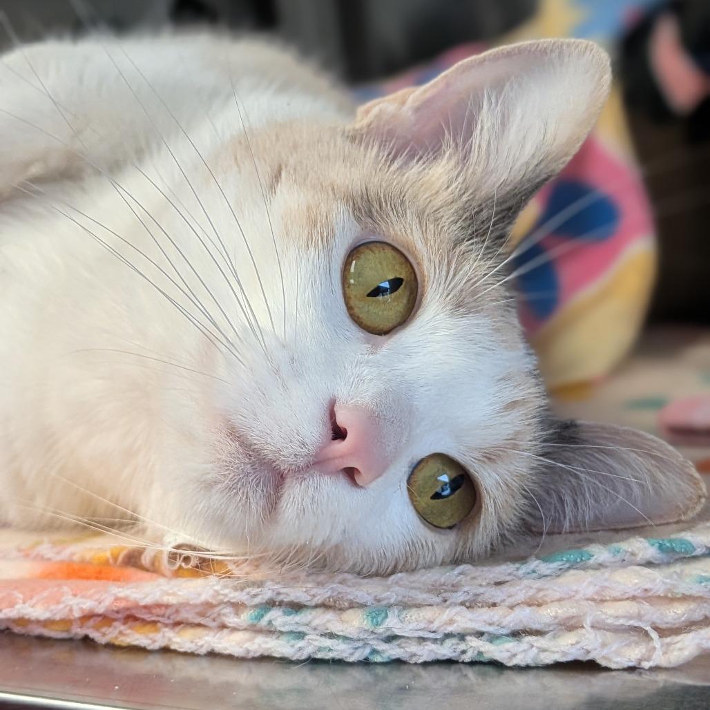 Kleo, a Adoptable Domestic Medium Hair in Milan, IL image 1/2