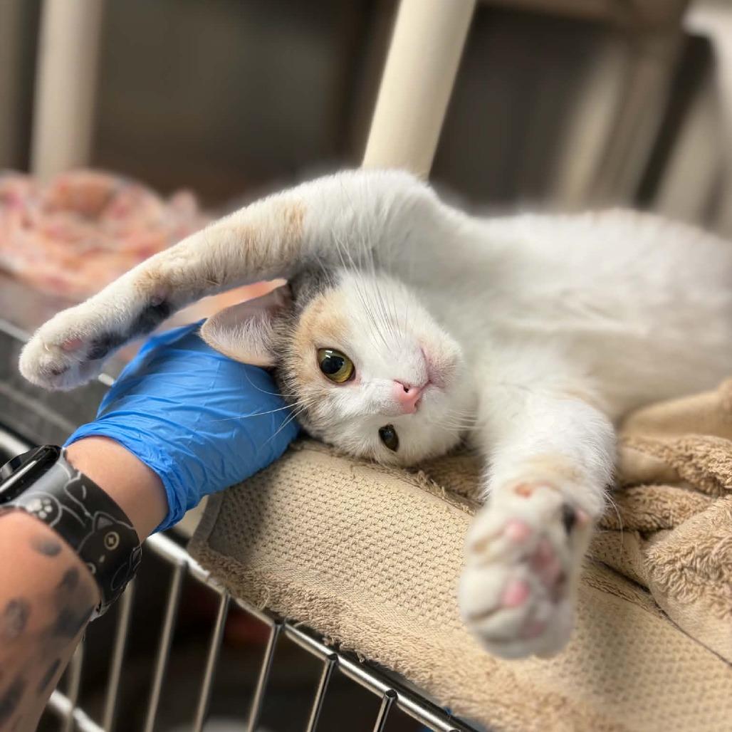 Kleo, a Adoptable Domestic Medium Hair in Milan, IL image 2/3