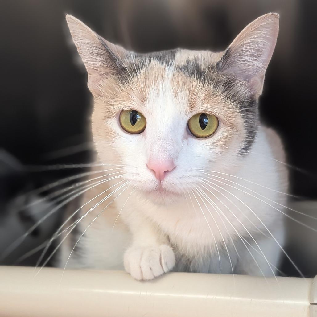 Kleo, a Adoptable Domestic Medium Hair in Milan, IL image 2/2