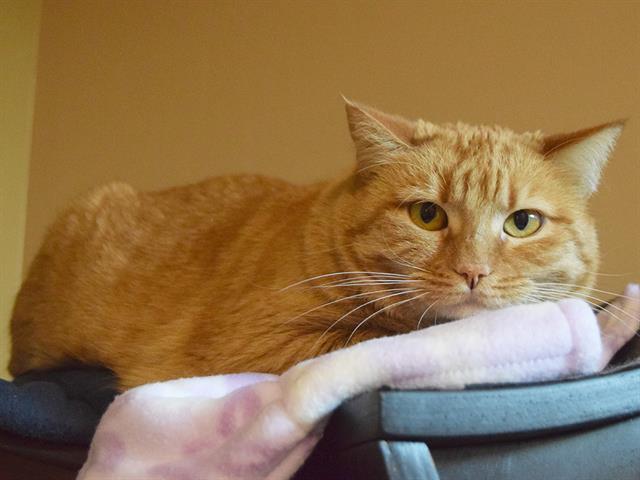 RUBY, Adoptable, Adult Female Domestic Short Hair.