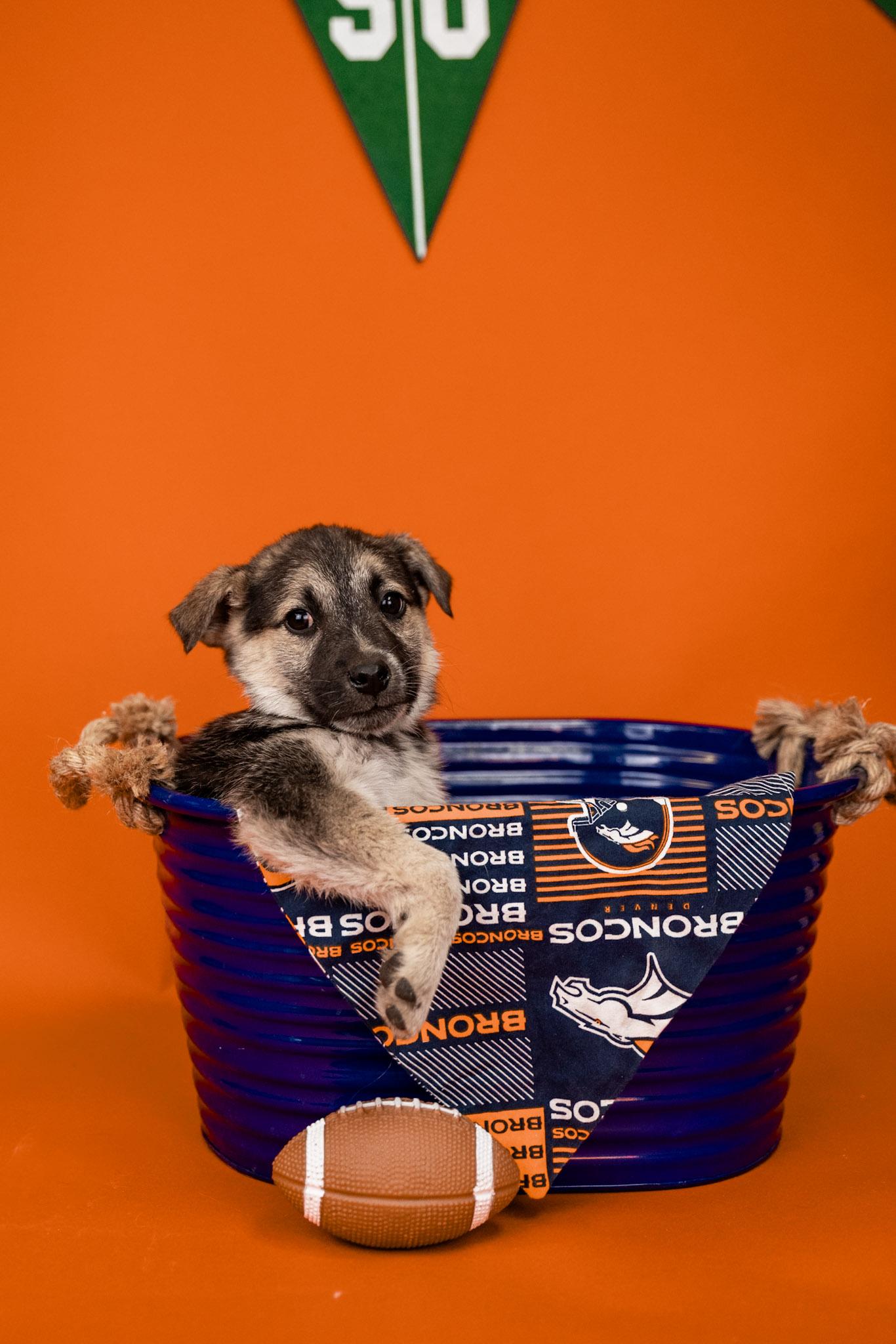 Enlarge 48-26, a ADOPTABLE mixed breed in Brighton, CO image 1/1