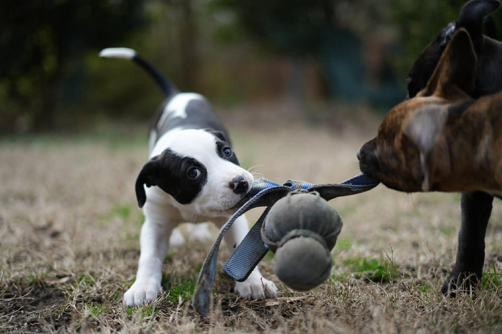 Enlarge Bunny, a Adoptable mixed breed in Brattleboro , VT image 5/6
