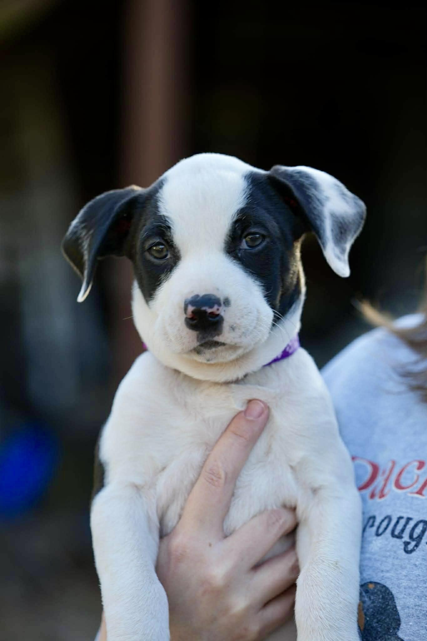 Enlarge Bunny, a Adoptable mixed breed in Brattleboro , VT image 1/6
