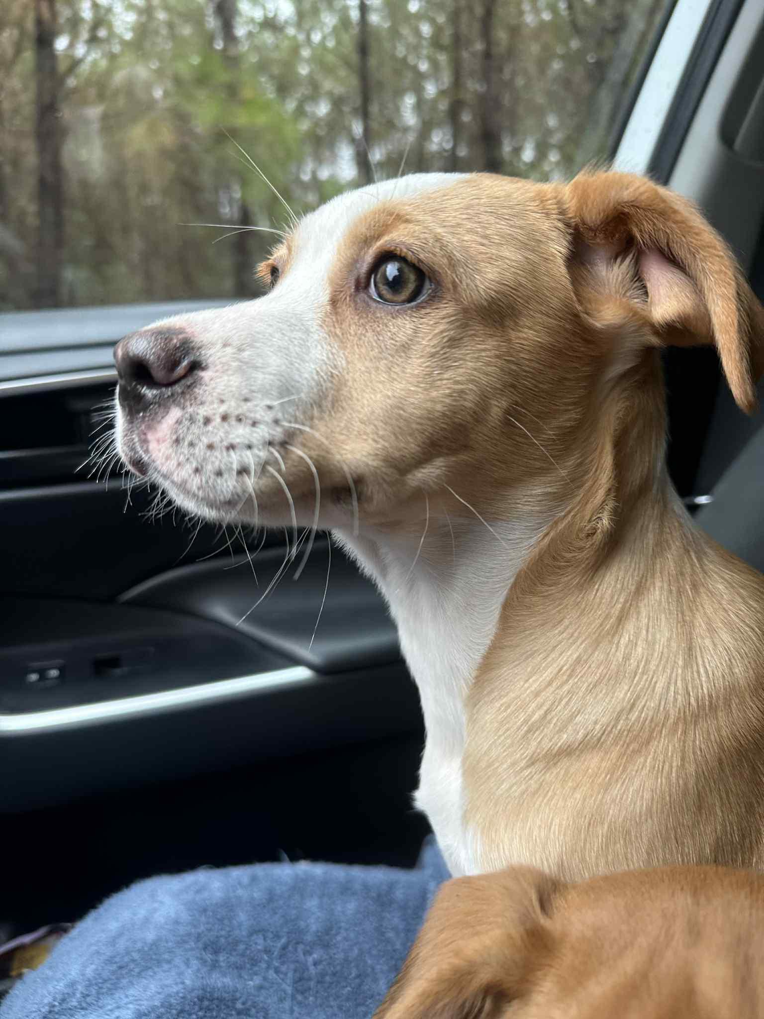 Shirley, a ADOPTABLE Mixed Breed in Myrtle Beach, SC image 1/2