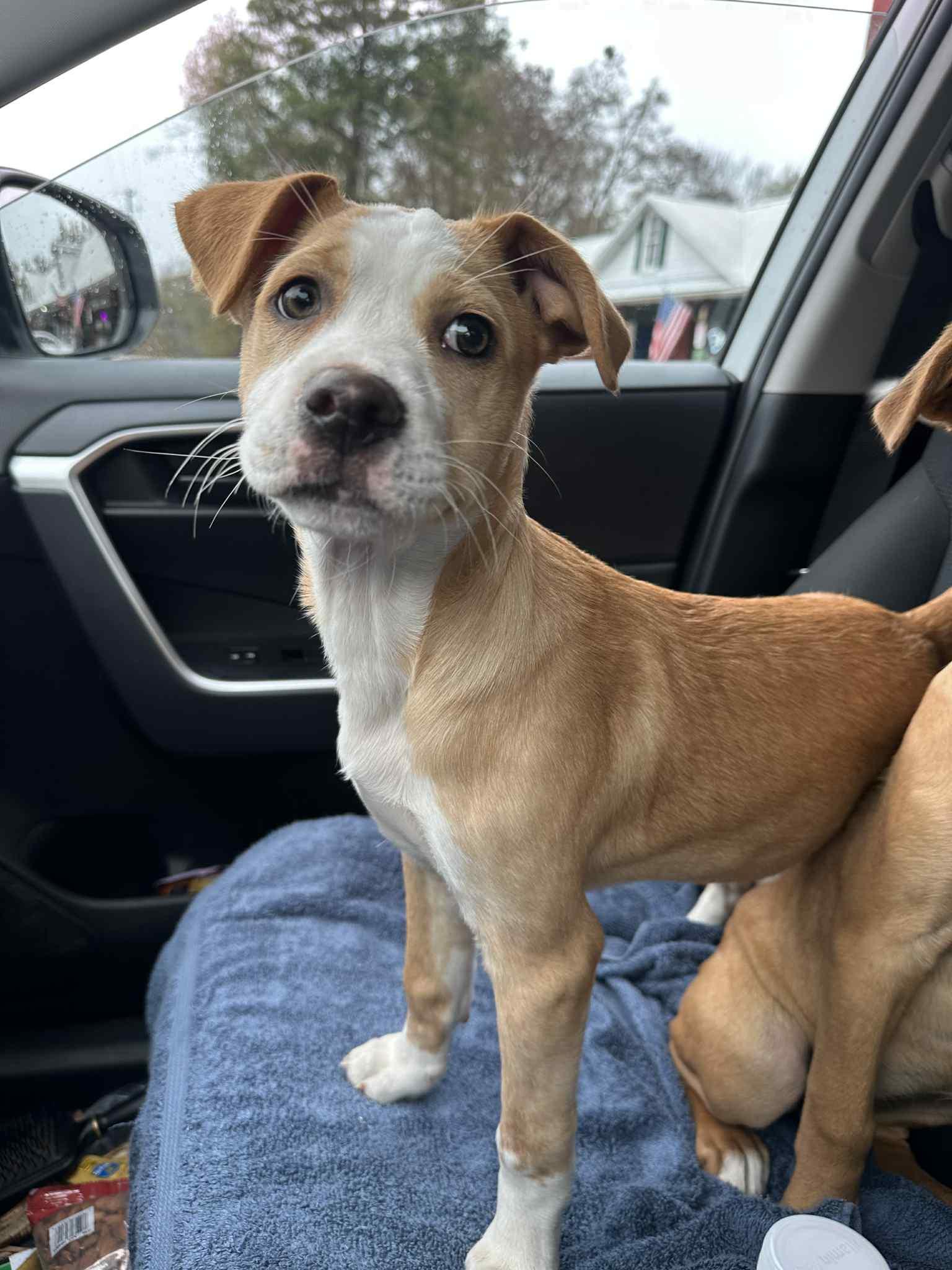 Shirley, a ADOPTABLE Mixed Breed in Myrtle Beach, SC image 2/2