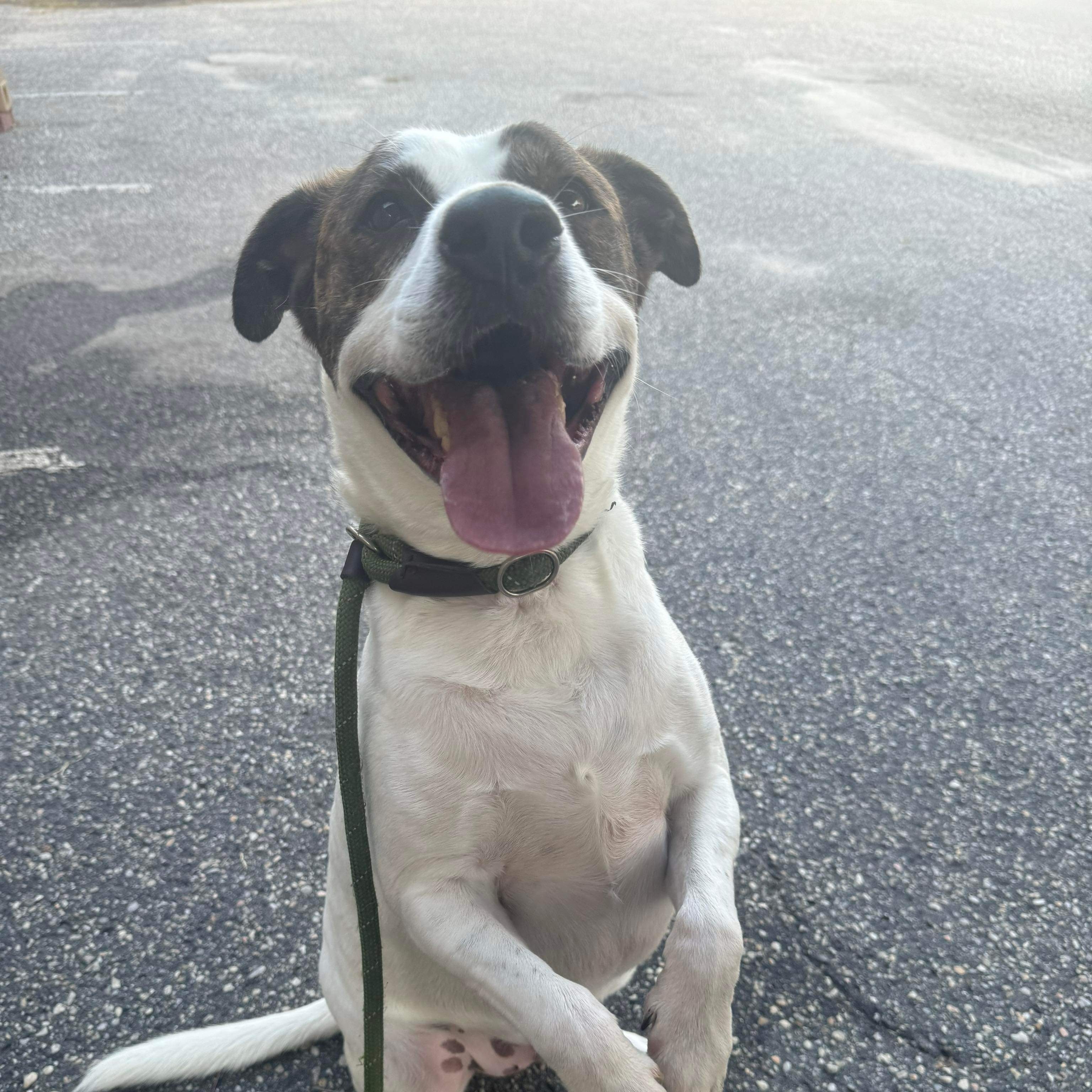 Stoney - 9 years old, senior, a Adoptable Mixed Breed in Myrtle Beach, SC image 2/2