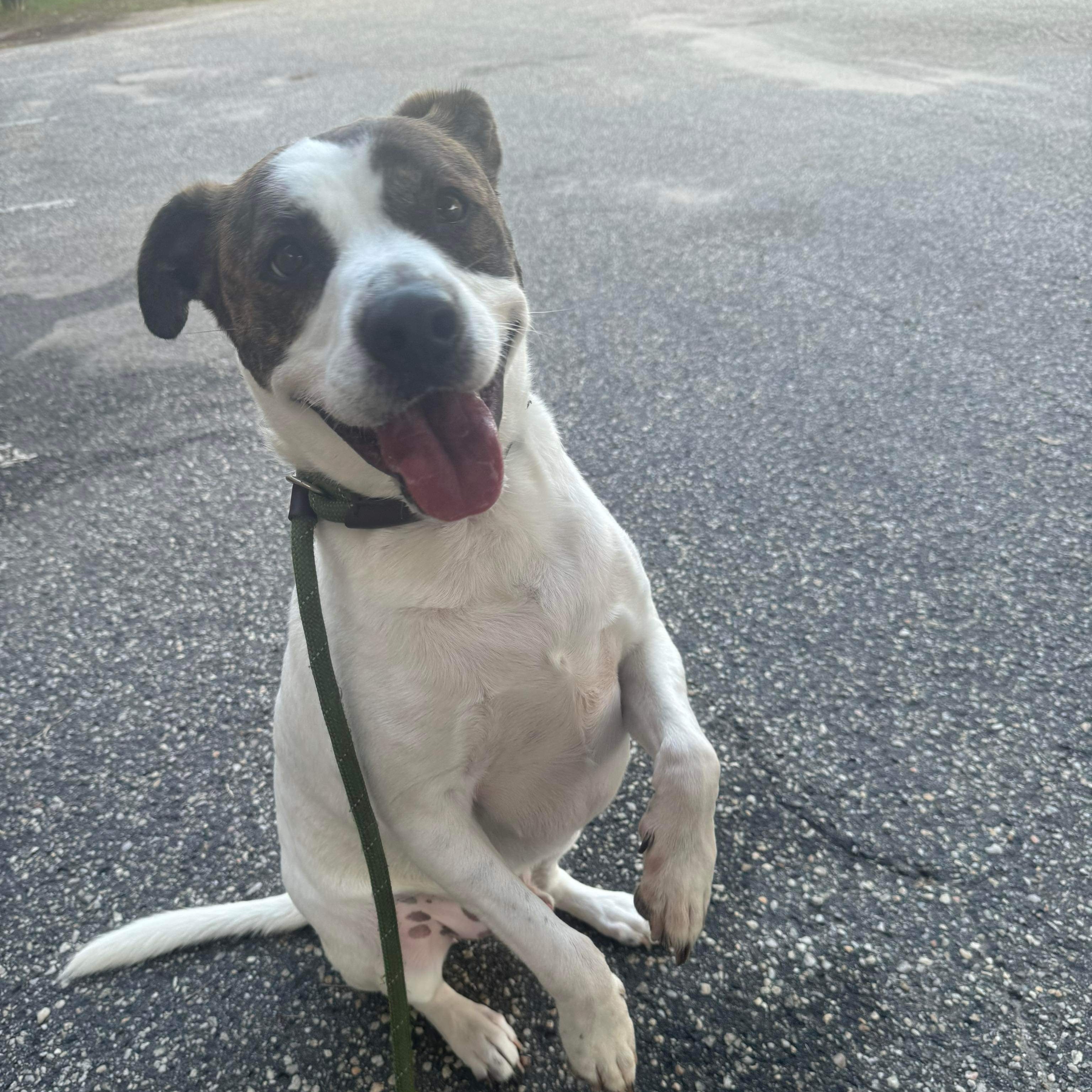 Stoney - 9 years old, senior, a Adoptable Mixed Breed in Myrtle Beach, SC image 1/2