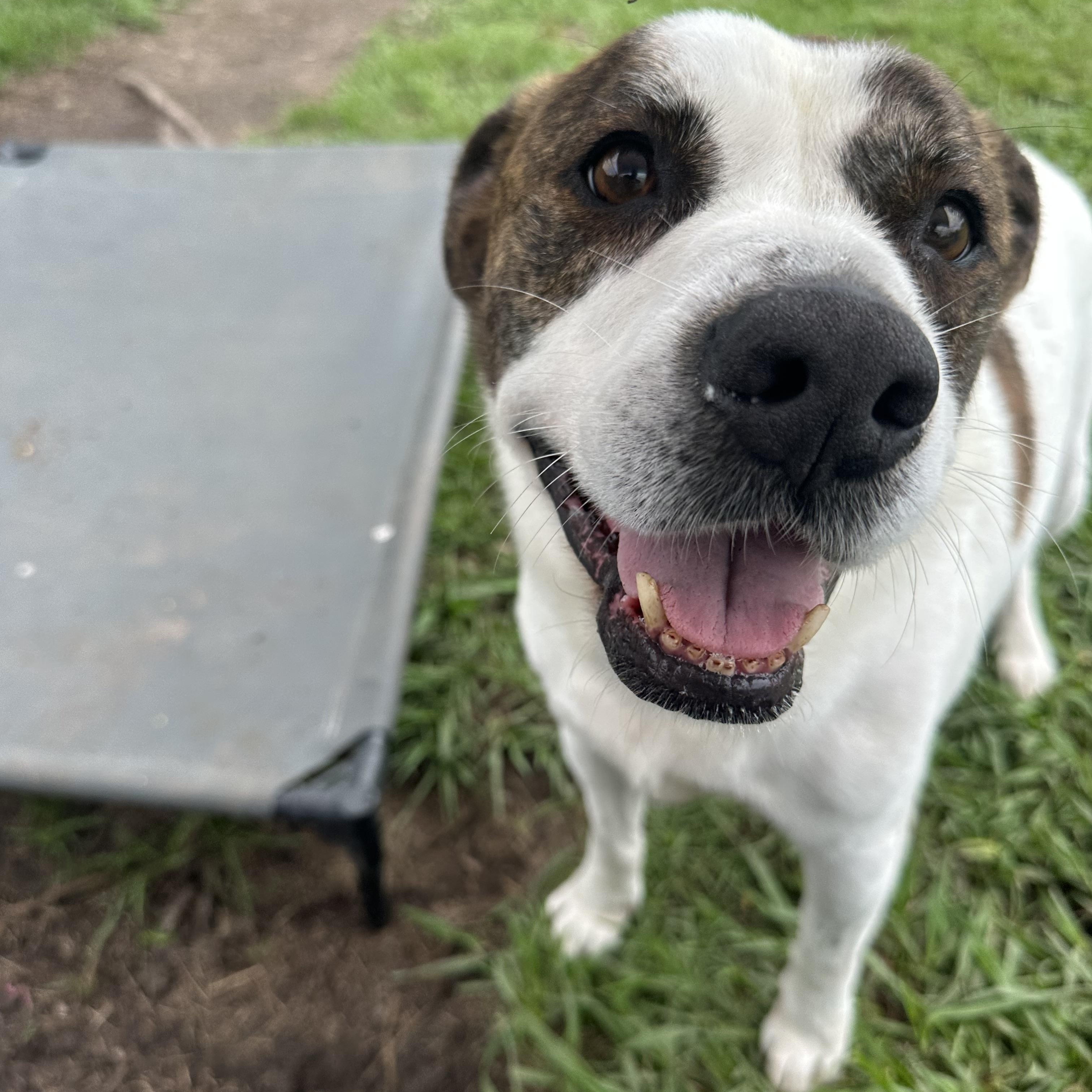Stoney - 9 years old, senior, Adoptable, Senior Male Mixed Breed.