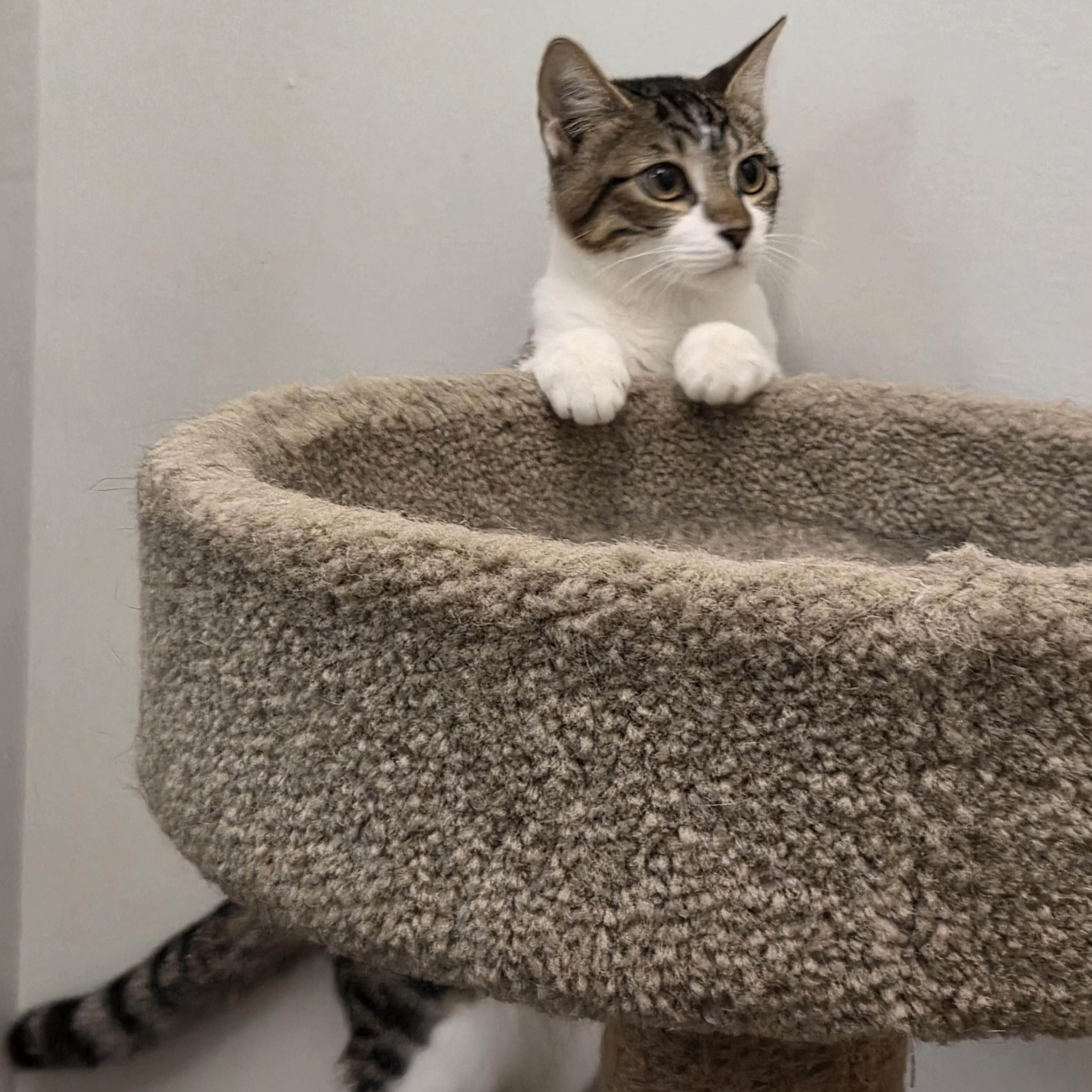 Enlarge Lola, a Adopted Domestic Short Hair in Allen, TX image 4/6
