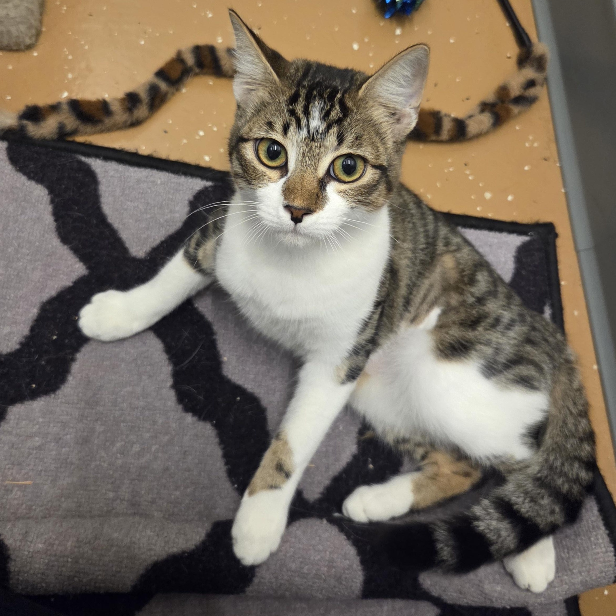 Enlarge Lola, a Adopted Domestic Short Hair in Allen, TX image 5/6