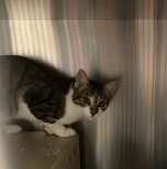 Enlarge Lola, a Adopted Domestic Short Hair in Allen, TX image 6/6