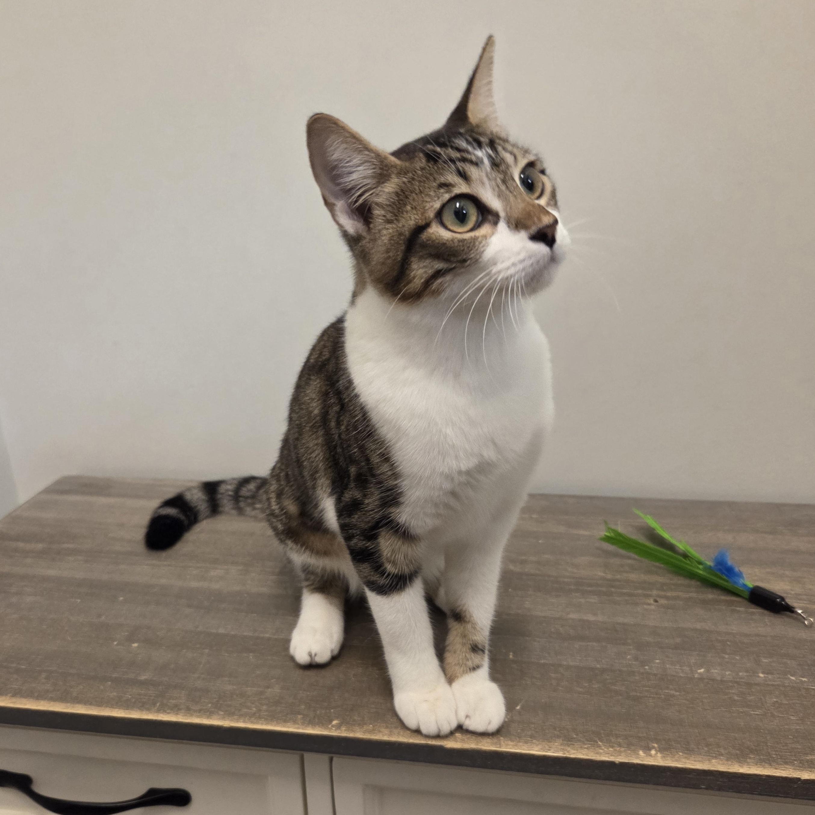 Enlarge Lola, a Adopted Domestic Short Hair in Allen, TX image 2/6