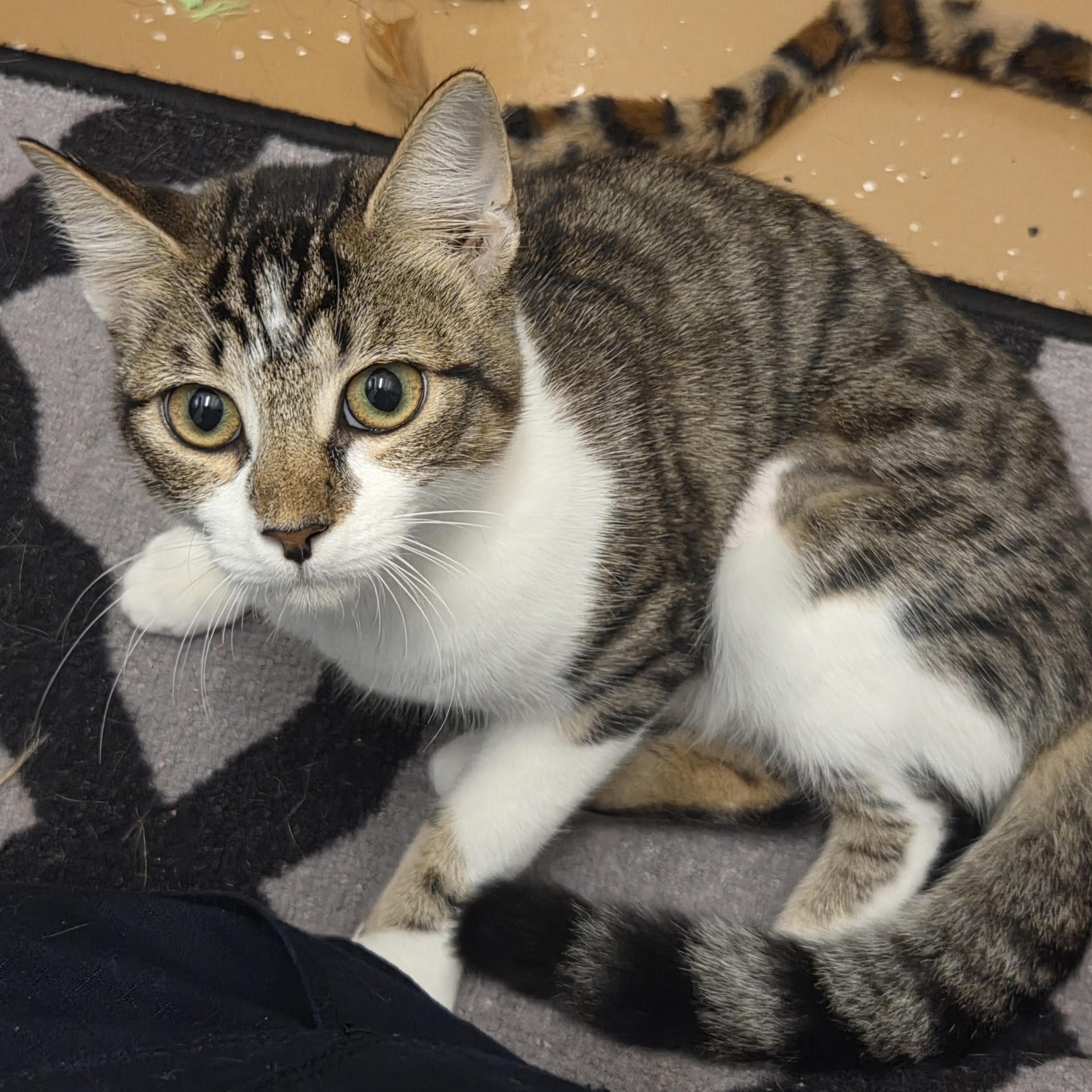 Enlarge Lola, a Adopted Domestic Short Hair in Allen, TX image 3/6