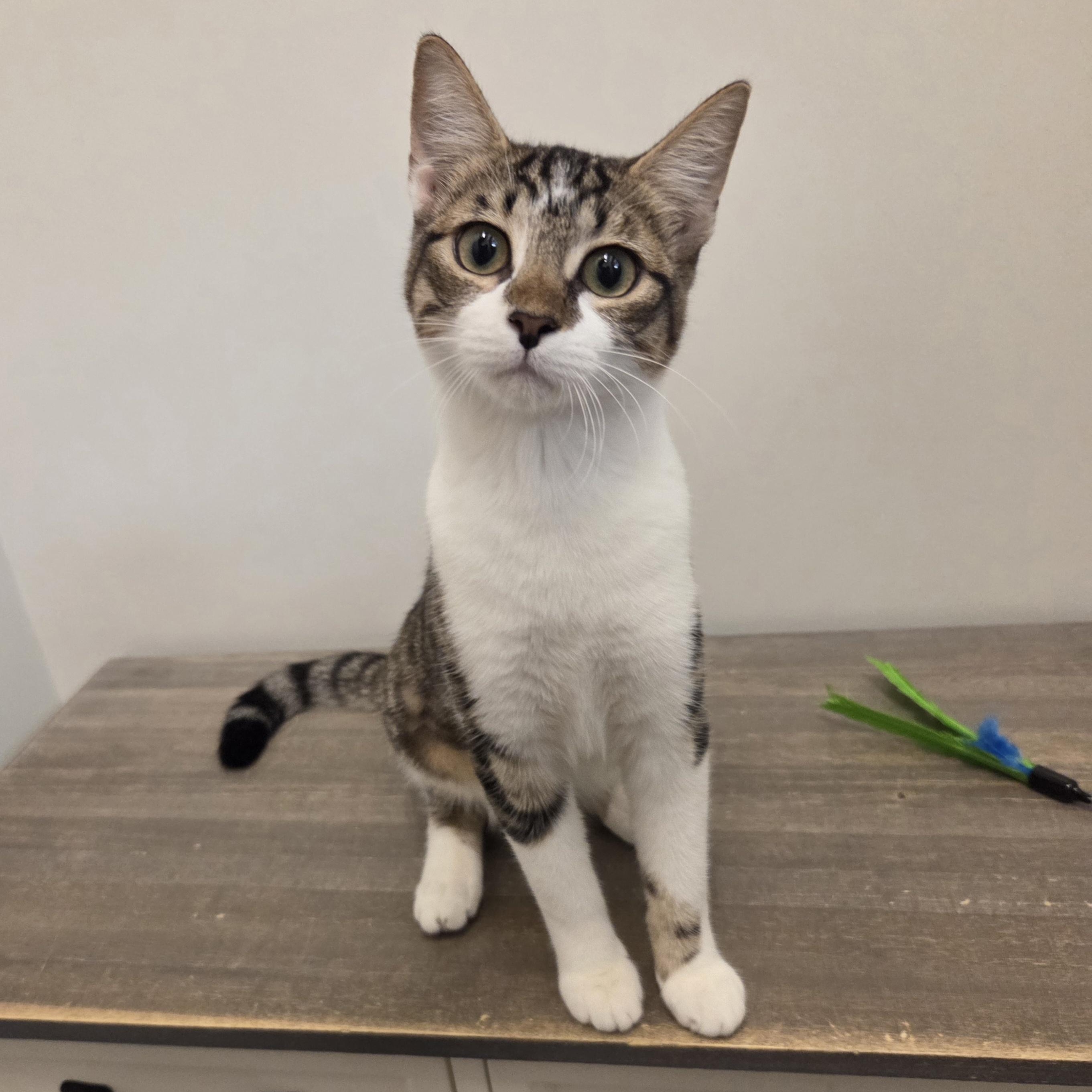 Enlarge Lola, a Adopted Domestic Short Hair in Allen, TX image 1/6