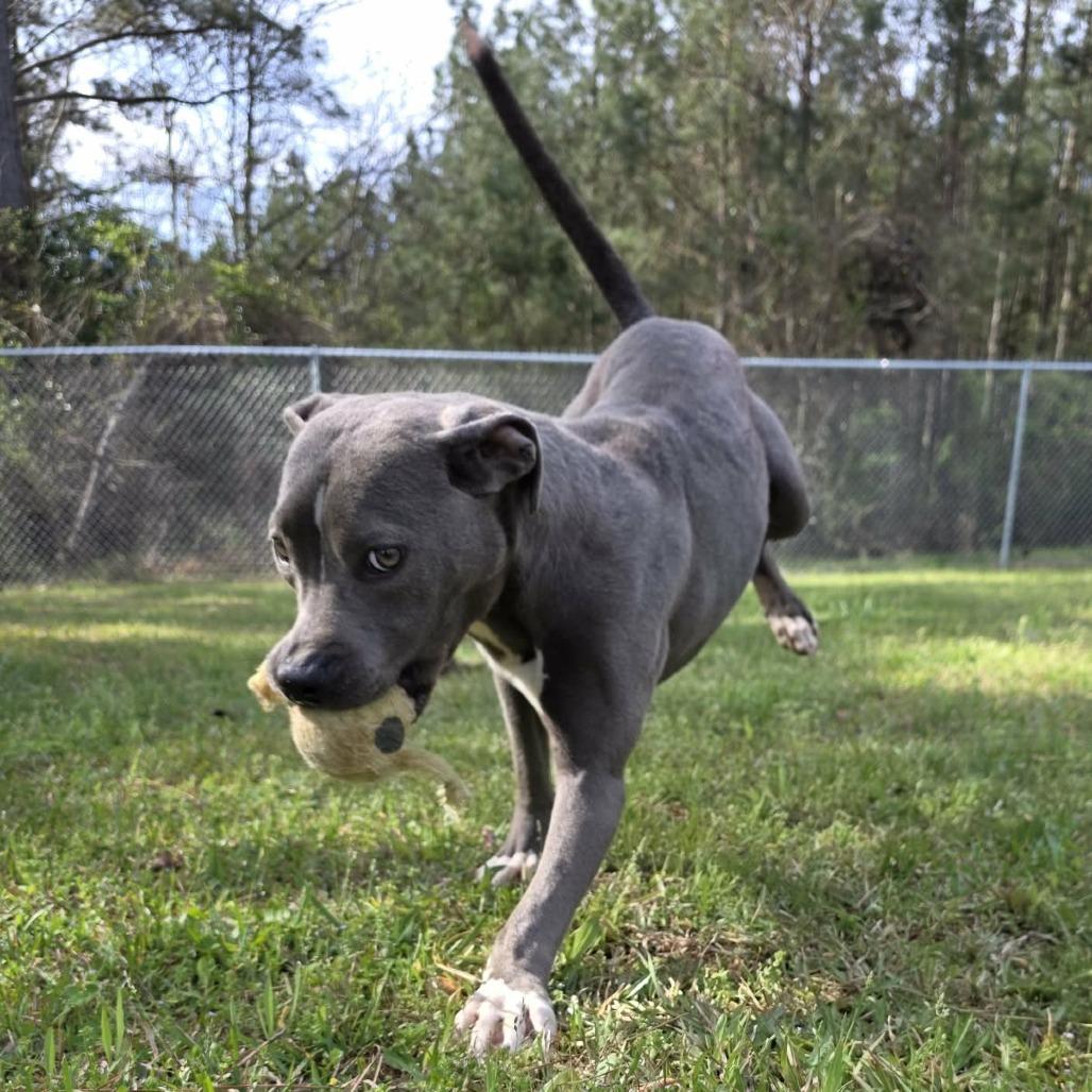 Denim, Adoptable, Adult Female Pit Bull Terrier.