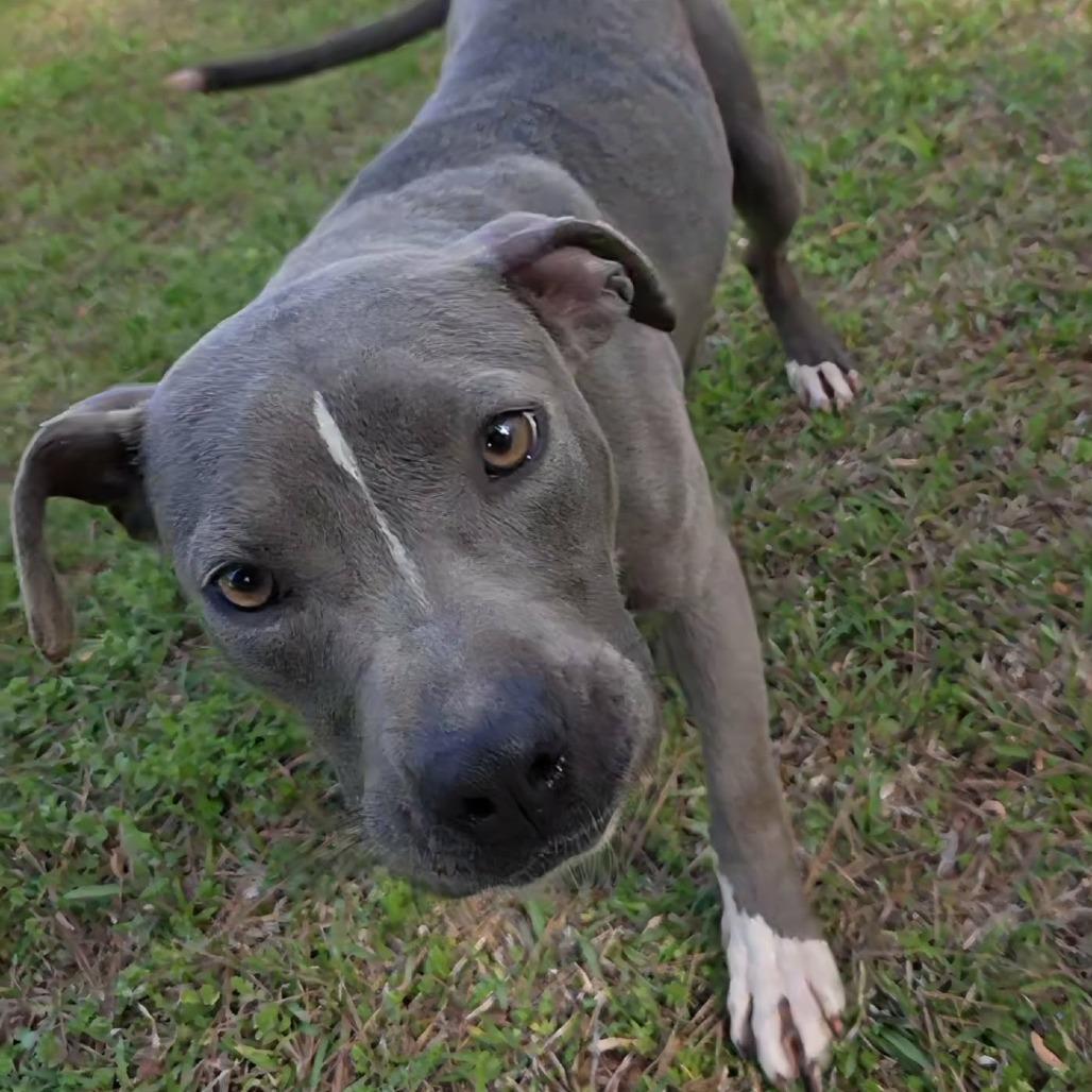 Enlarge Denim, a Adoptable Pit Bull Terrier in Pine Mountain, GA image 2/6