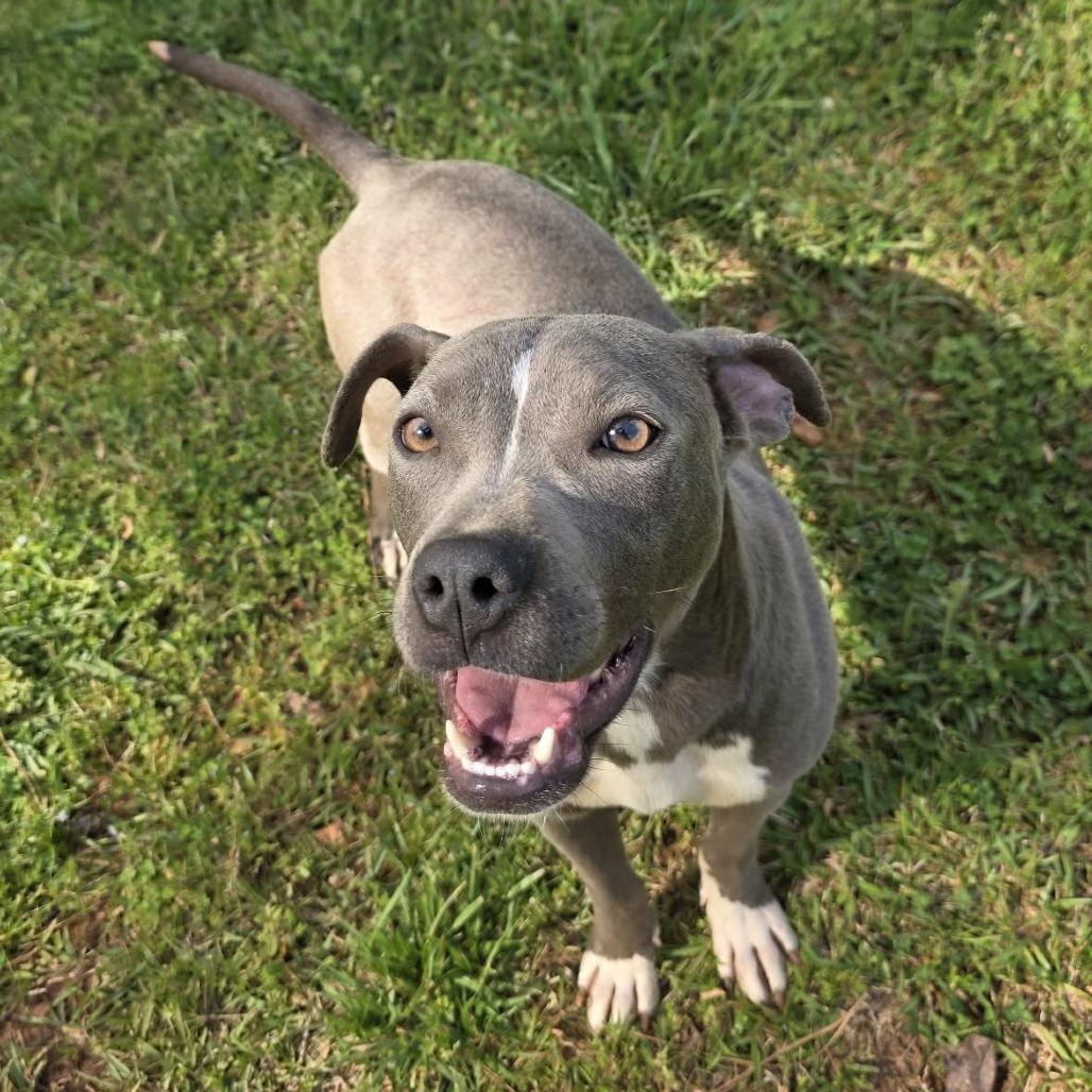 Enlarge Denim, a Adoptable Pit Bull Terrier in Pine Mountain, GA image 3/6