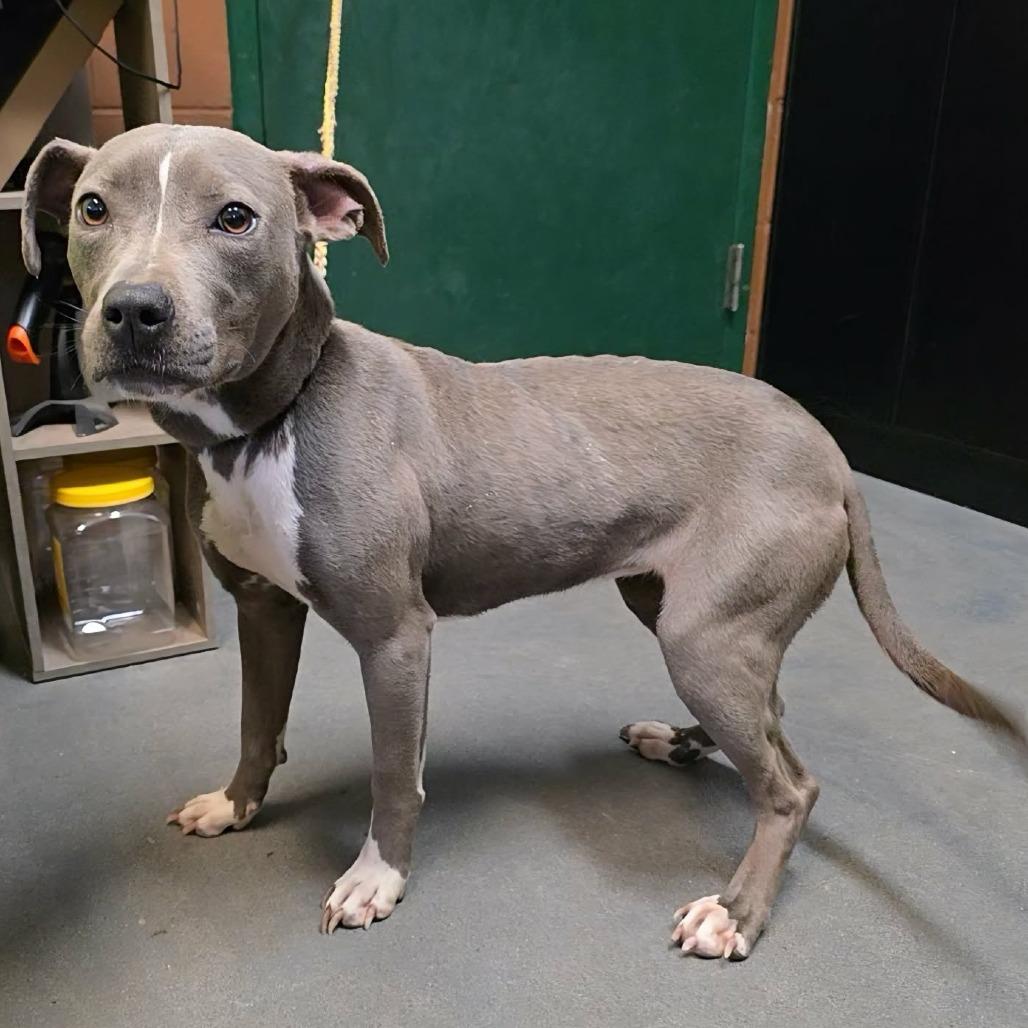 Enlarge Denim, a Adoptable Pit Bull Terrier in Pine Mountain, GA image 4/6