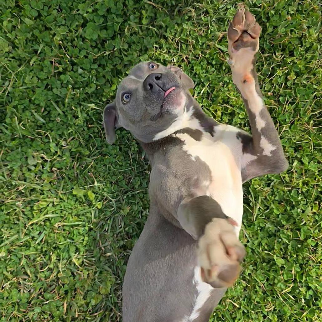 Enlarge Denim, a Adoptable Pit Bull Terrier in Pine Mountain, GA image 5/6